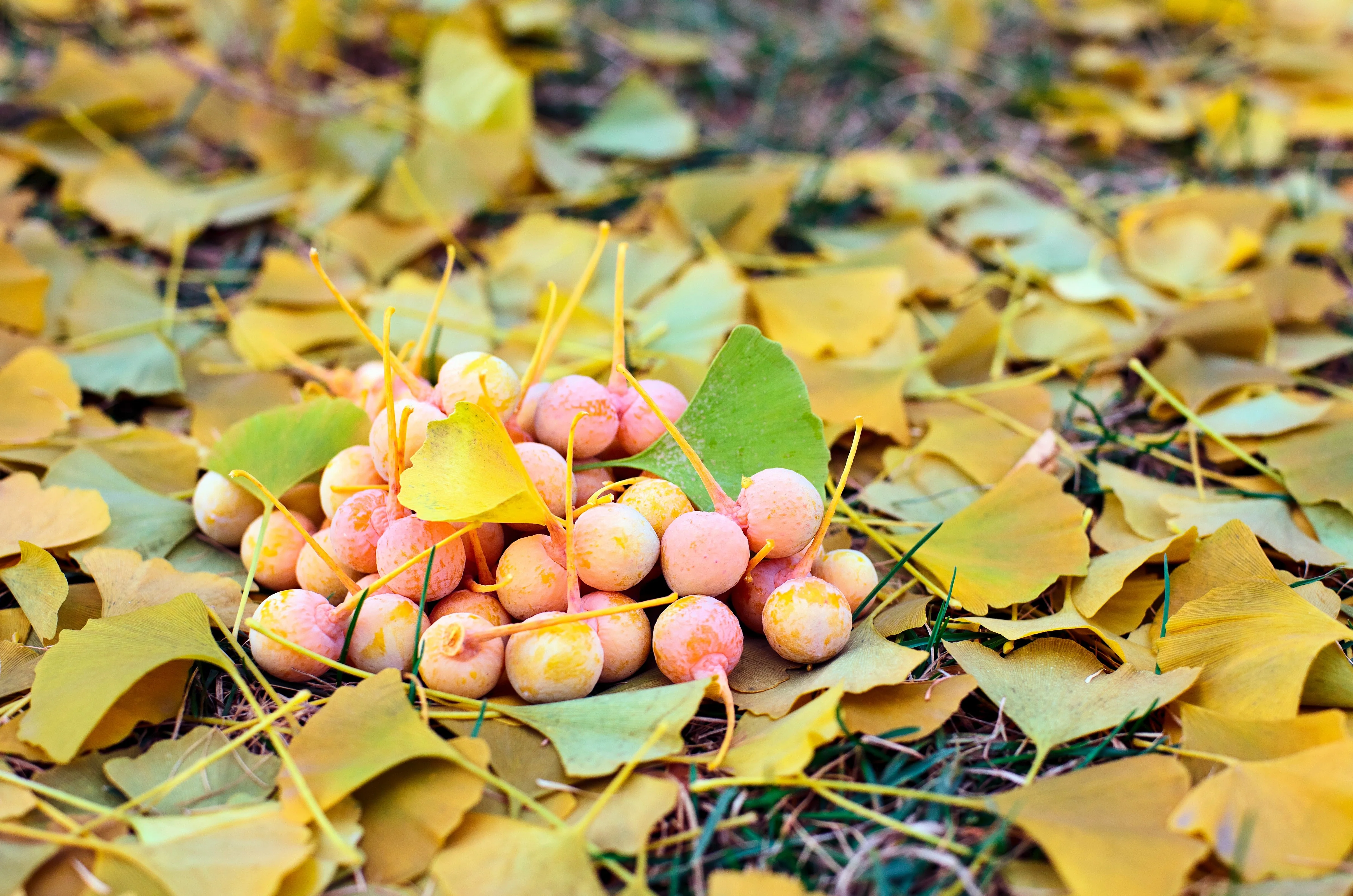 10 GINKGO BILOBA Maidenhair Tree Yellow Fall Orange "Fruit" Herb Seeds