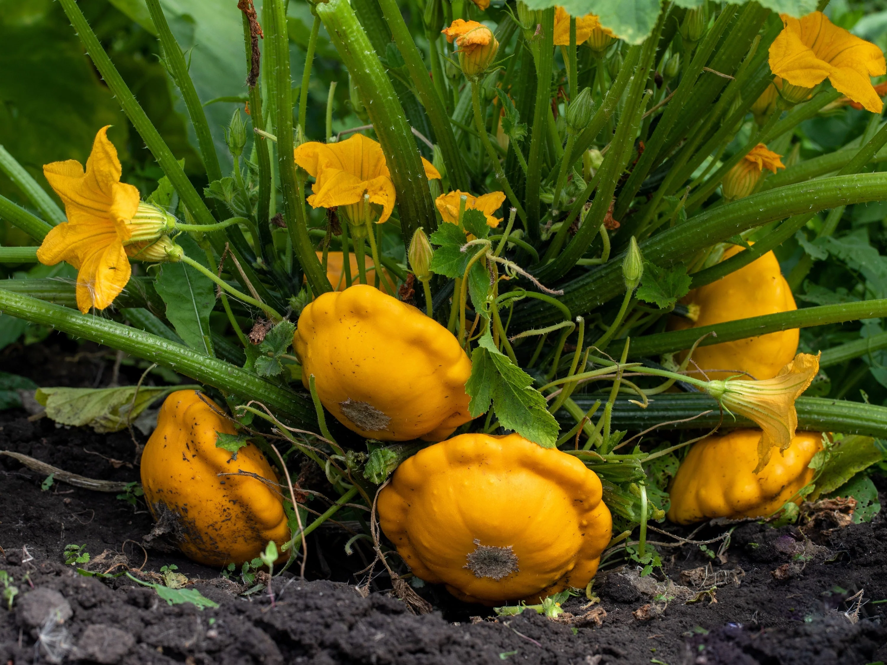 10 Golden YELLOW Bush SCALLOP SQUASH (Patty Pan / Paty Pan / Squanter Squash) Summer Cucurbita Pepo Vegetable Seeds - Image 4