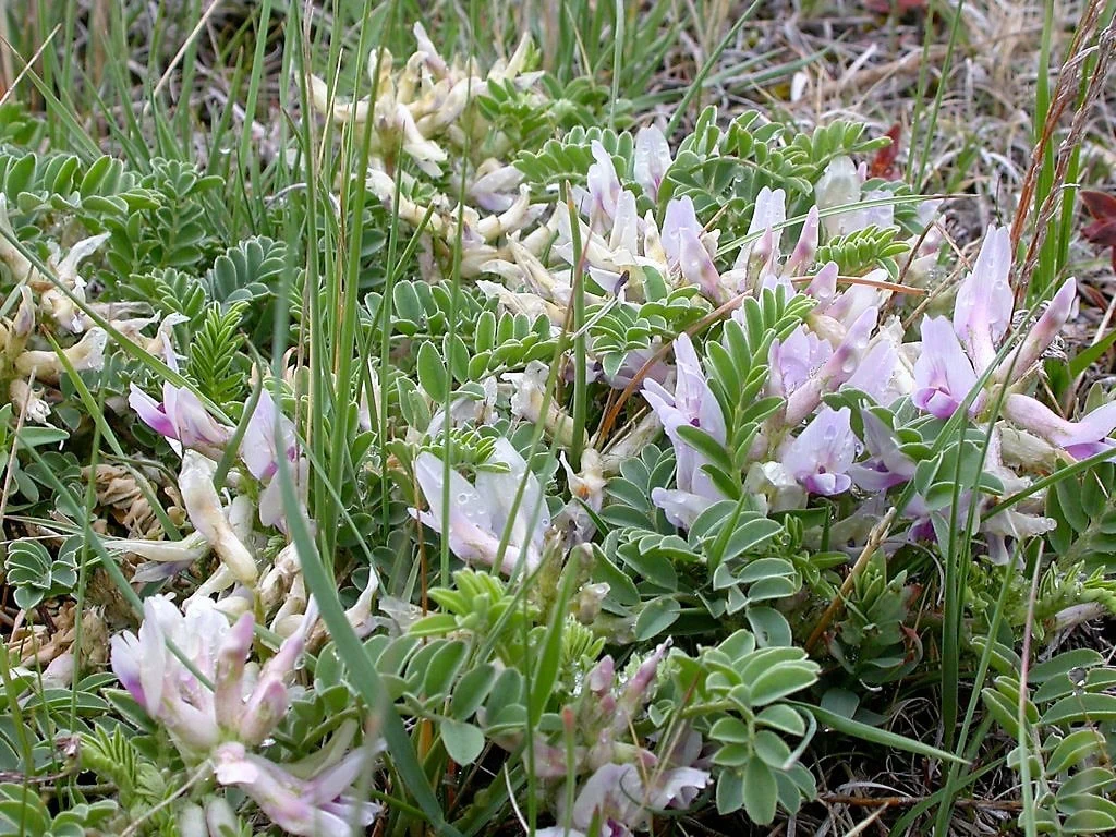 10 GROUND PLUM Flower Cover Ground Plum Milkvetch Astragalus Crassicarpus Seeds - Image 4