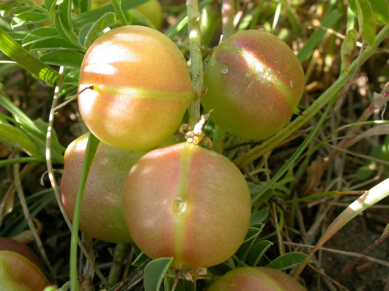 10 GROUND PLUM Flower Cover Ground Plum Milkvetch Astragalus Crassicarpus Seeds - Image 6