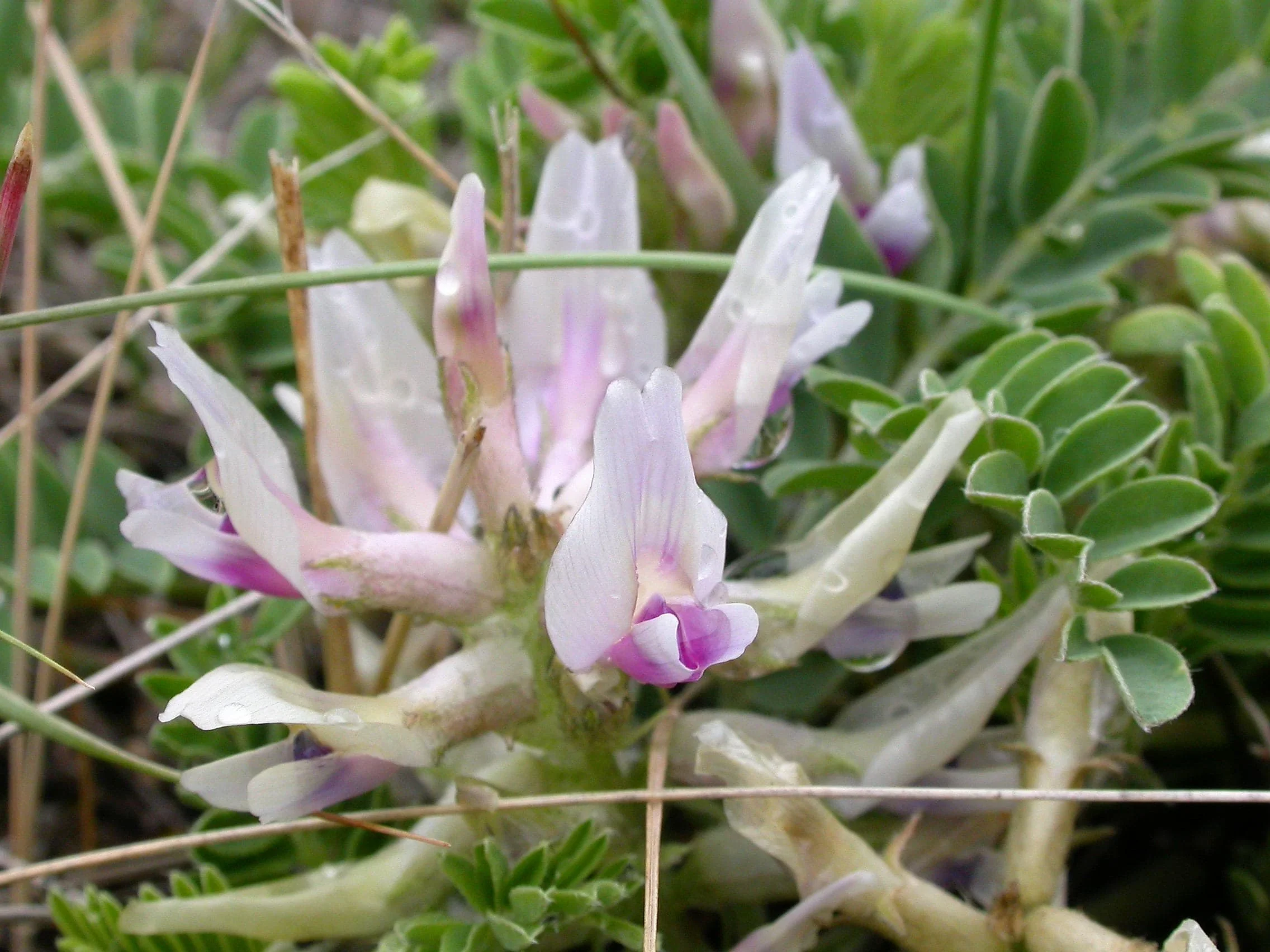 10 GROUND PLUM Flower Cover Ground Plum Milkvetch Astragalus Crassicarpus Seeds - Image 9