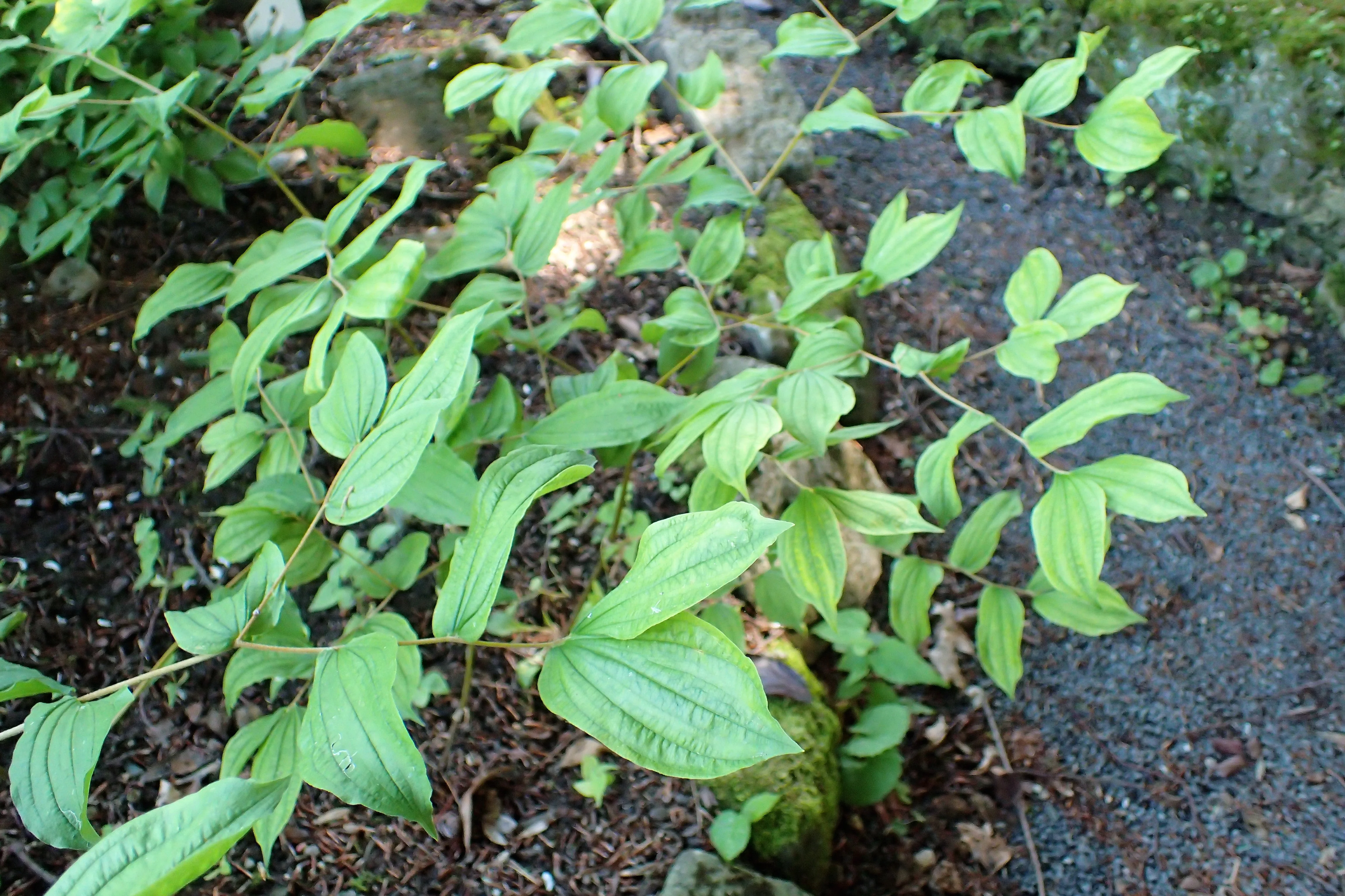 10 HOOKERS FAIRYBELLS Drops of Gold Prosartes Disporum Hookeri Native Flower Seeds - Image 5