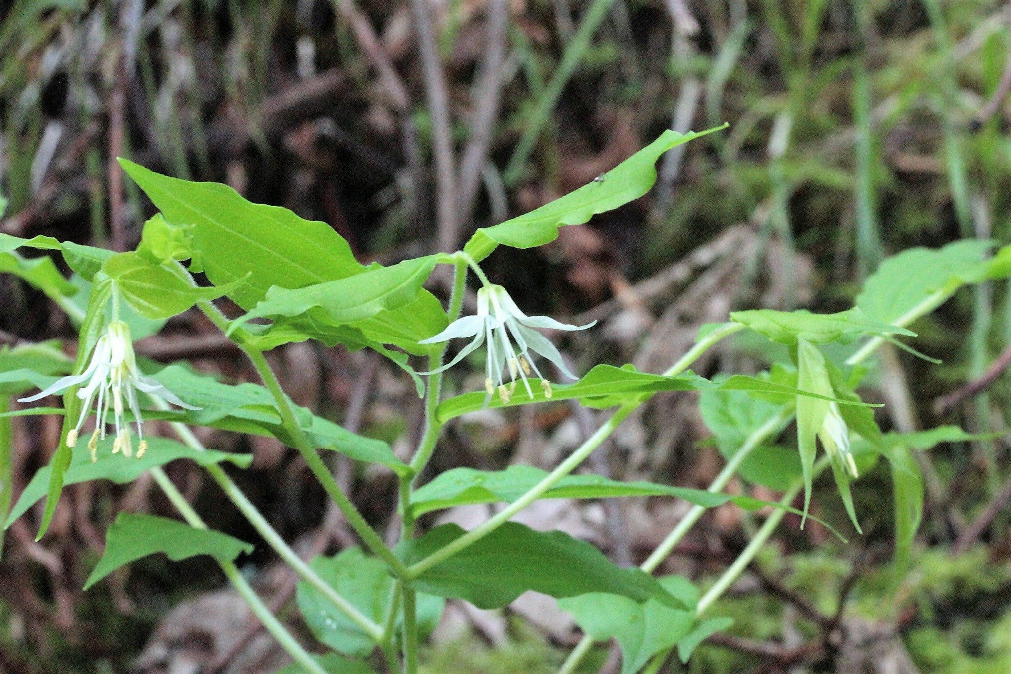 10 HOOKERS FAIRYBELLS Drops of Gold Prosartes Disporum Hookeri Native Flower Seeds - Image 6