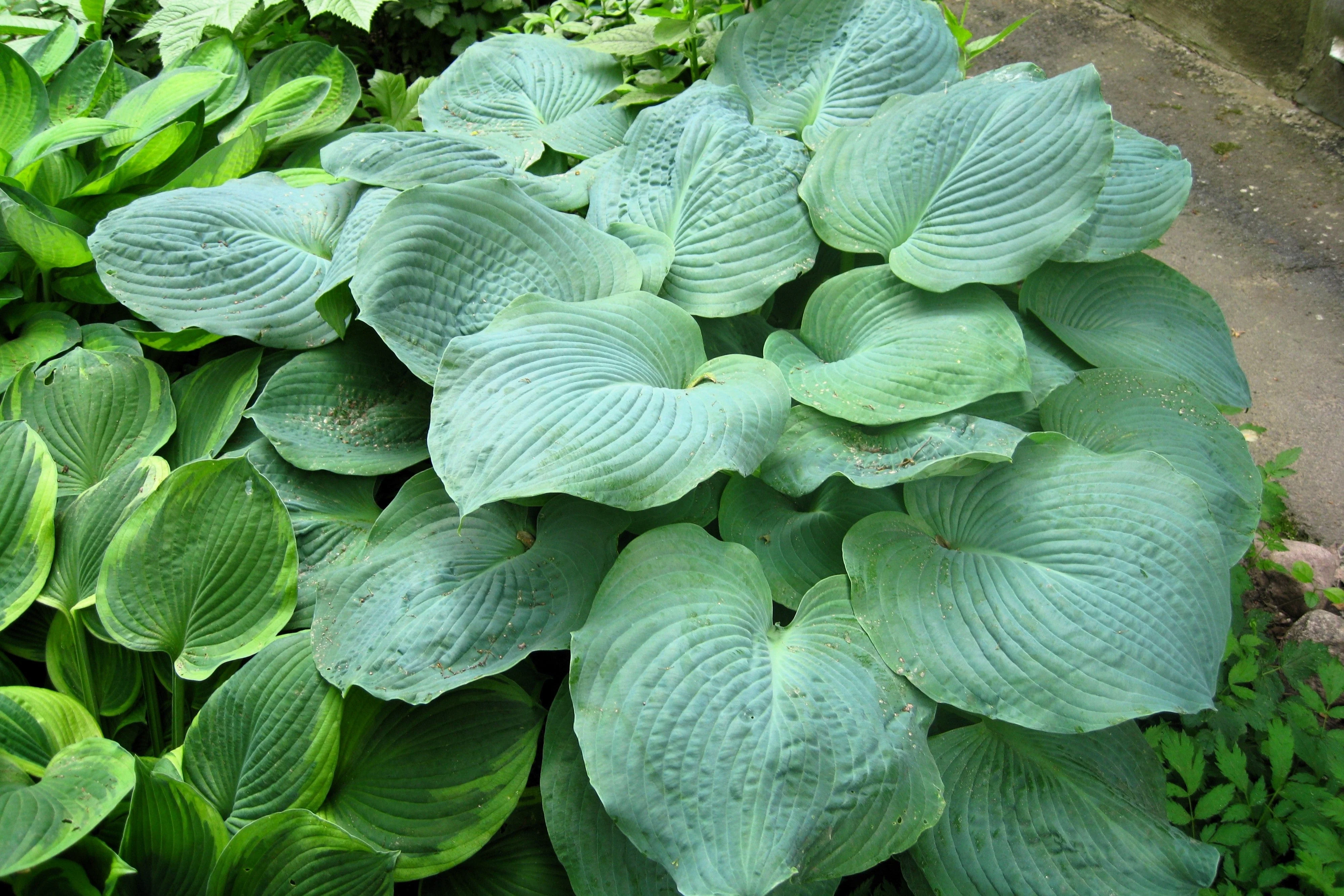 10 HOSTA ELEGANS Shade Lover Flower Seeds - Image 4