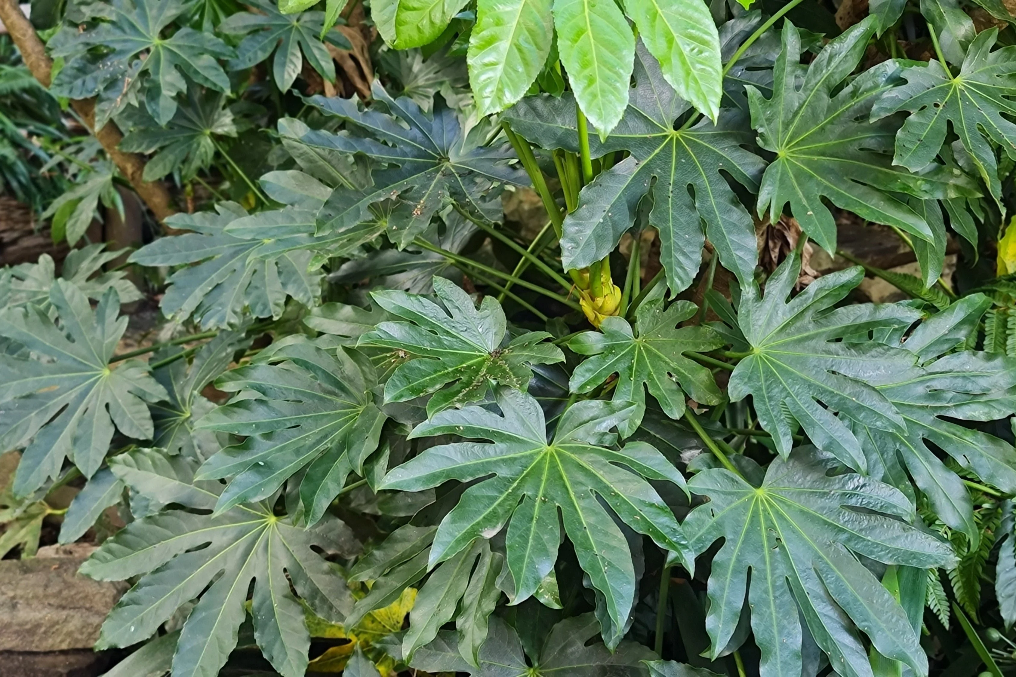 10 JAPANESE FATSI Shrub Flower Paperplant Fatsia Aralia Japonica Seeds - Image 13