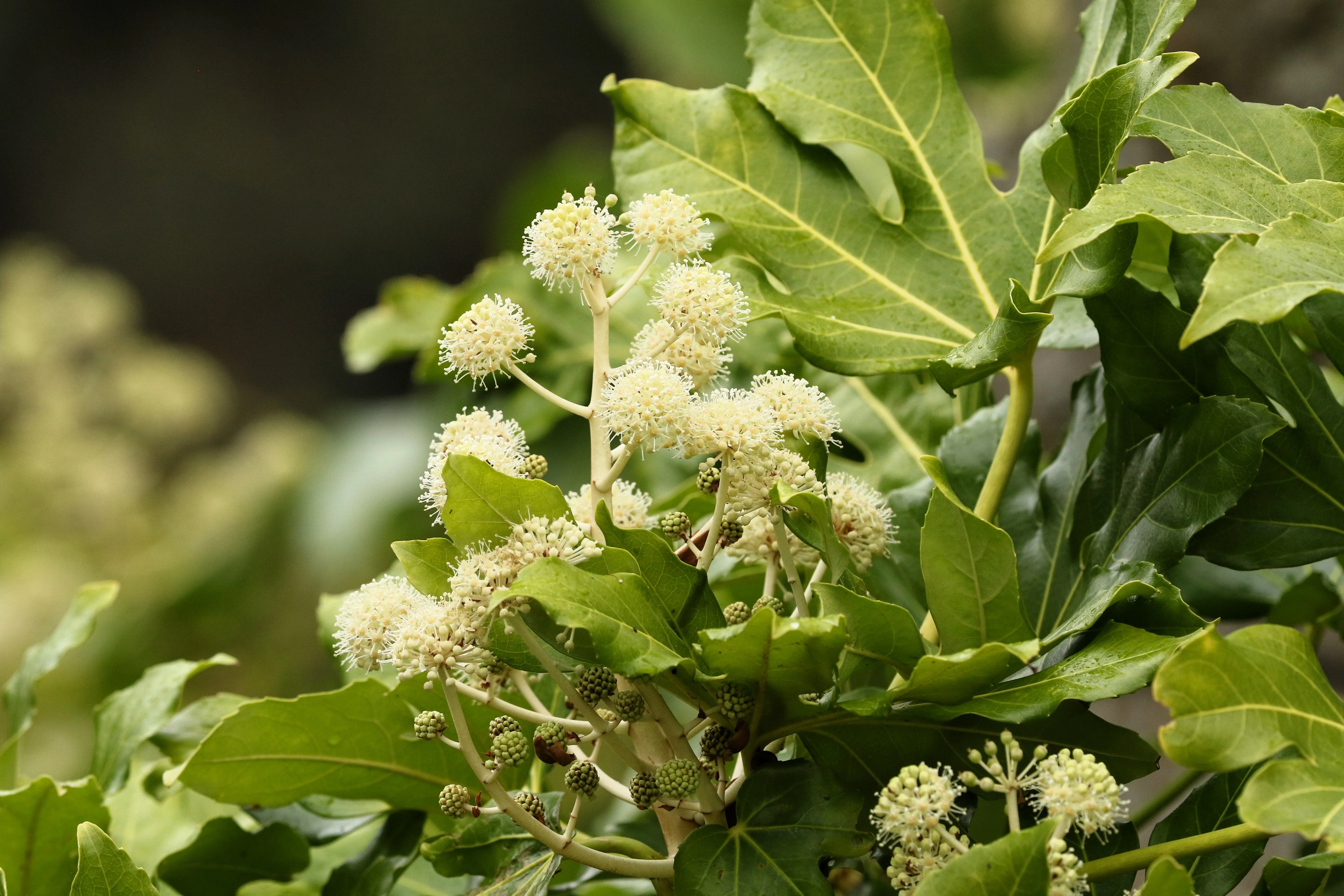10 JAPANESE FATSI Shrub Flower Paperplant Fatsia Aralia Japonica Seeds - Image 7