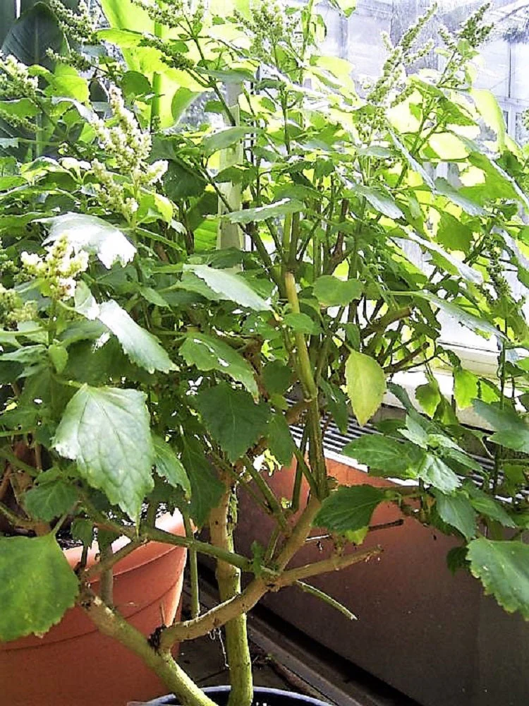 10 Java INDIAN PATCHOULI Pogostemon Heyneanus Herb Shrub Flower Fragrant Patchouly Seeds - Image 4