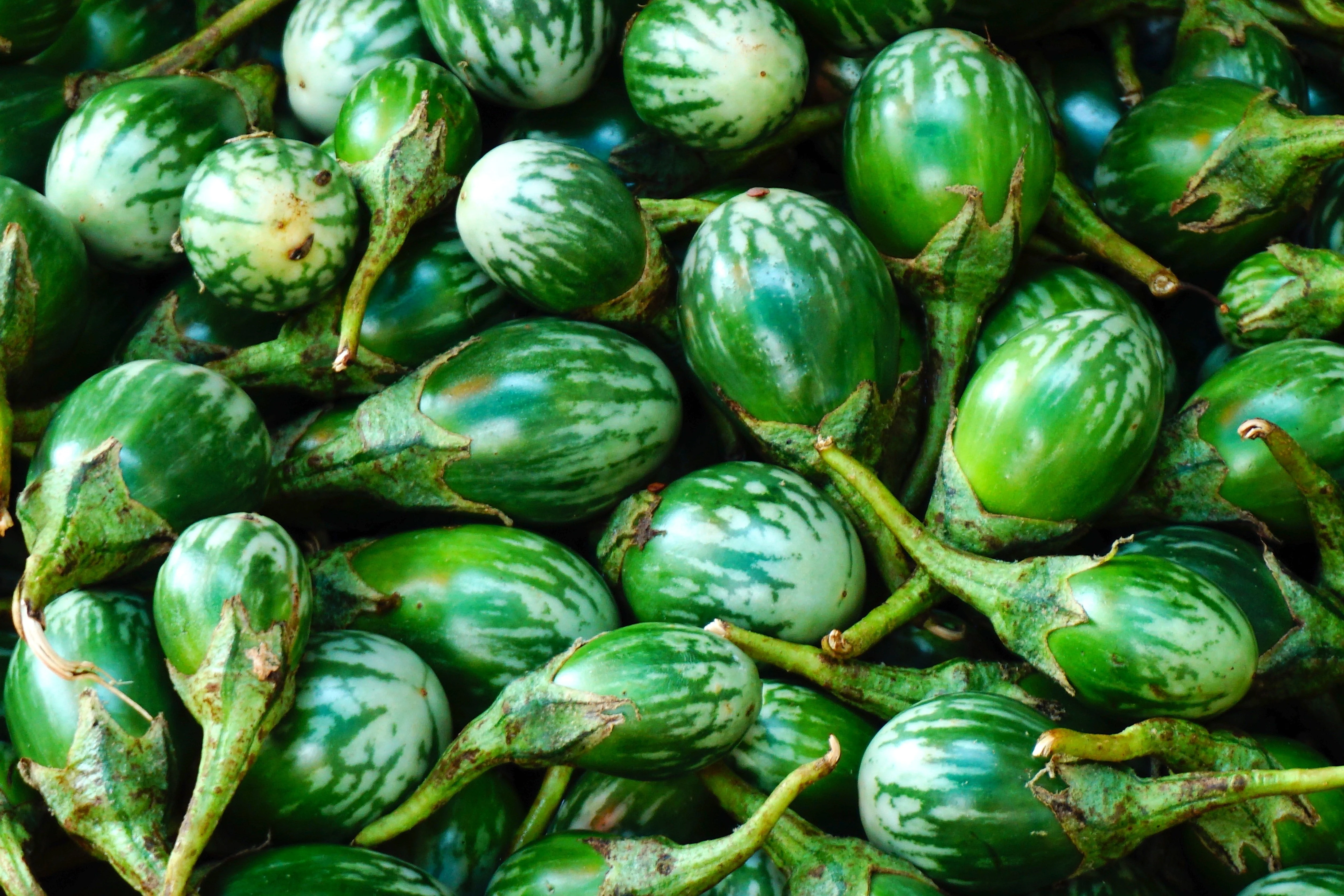 10 KERMIT EGGPLANT Green White Thai Solanum Melongena Fruit Vegetable Seeds - Image 5
