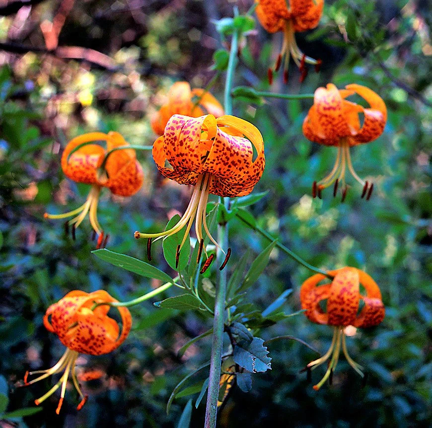 10 LEOPARD LILY California Tiger Lily Panther Lilium Pardalinum Yellow Orange Red Spotted Native Flower Seeds - Image 5