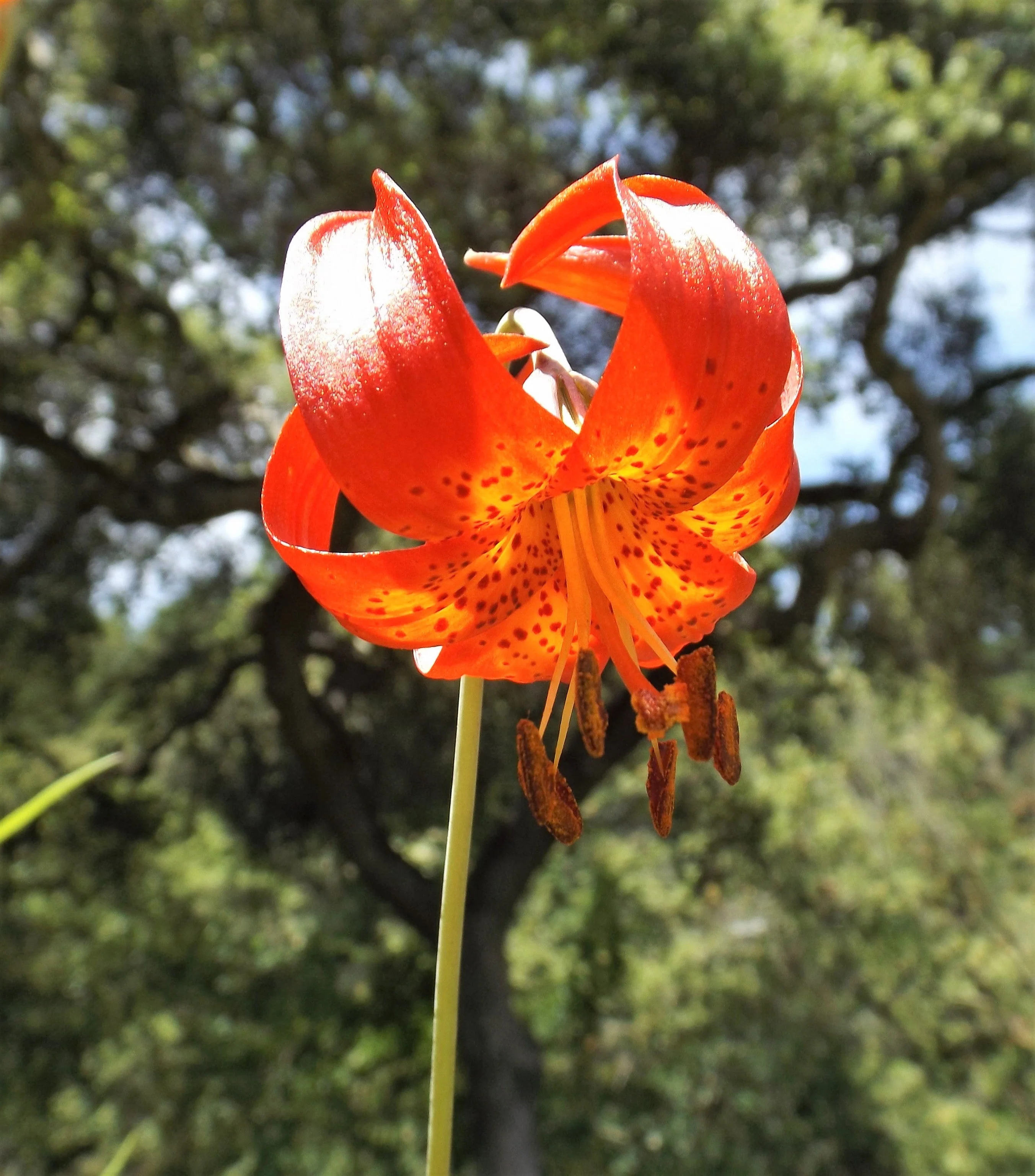 10 LEOPARD LILY California Tiger Lily Panther Lilium Pardalinum Yellow Orange Red Spotted Native Flower Seeds - Image 9