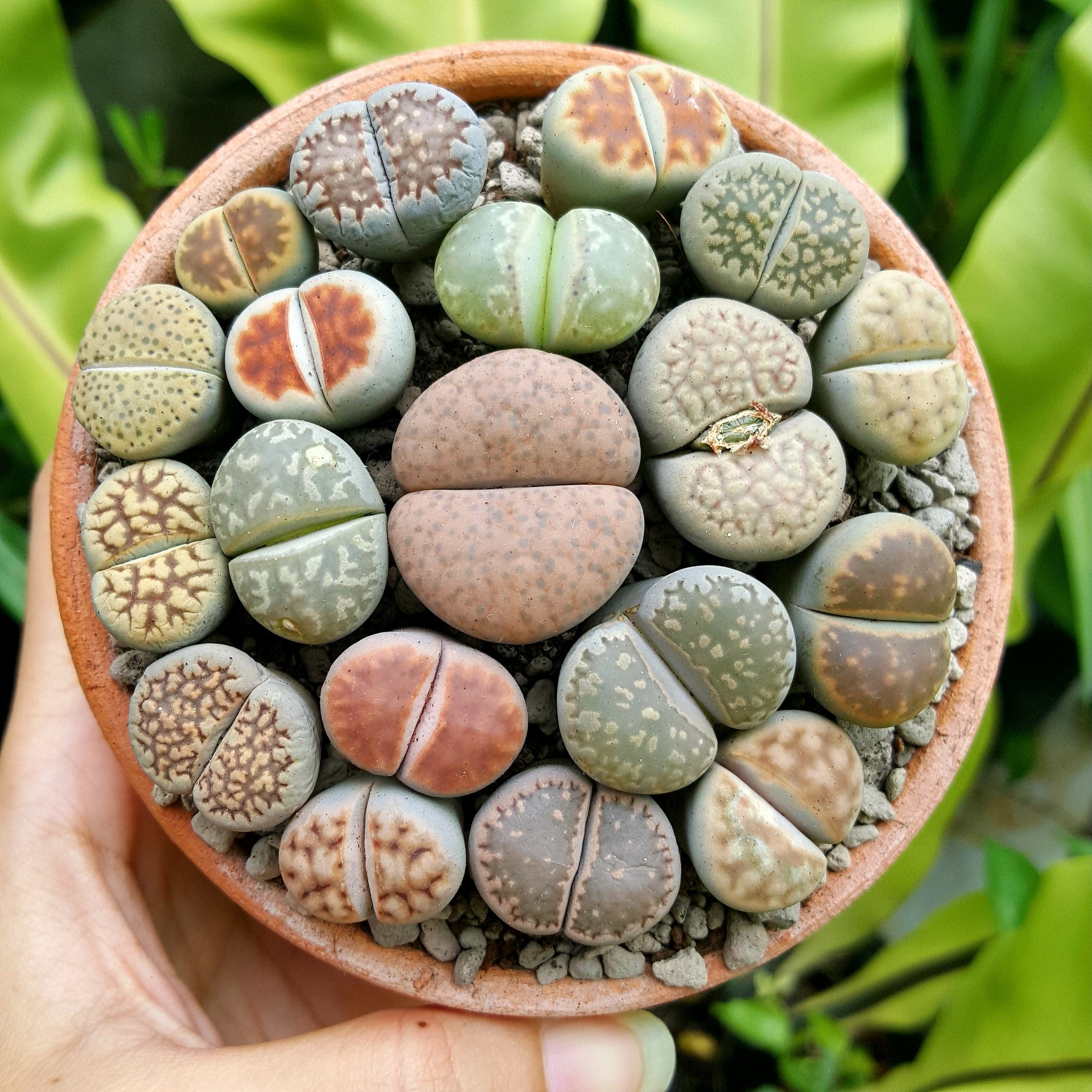 10 LIVING STONE / LITHOPS Mixed Colors Pebble Houseplant Flower Seeds - Image 10