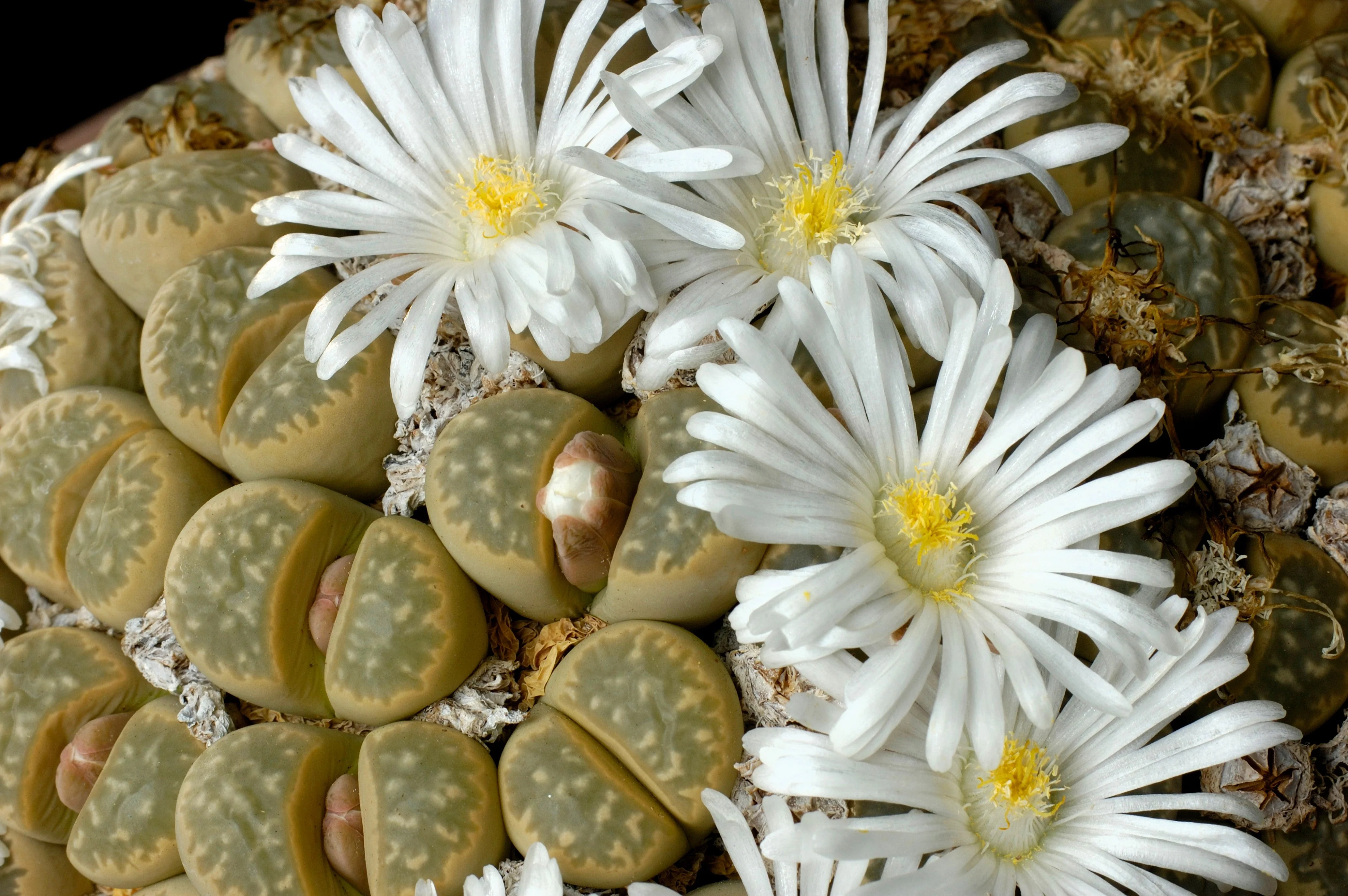 10 LIVING STONE / LITHOPS Mixed Colors Pebble Houseplant Flower Seeds - Image 4