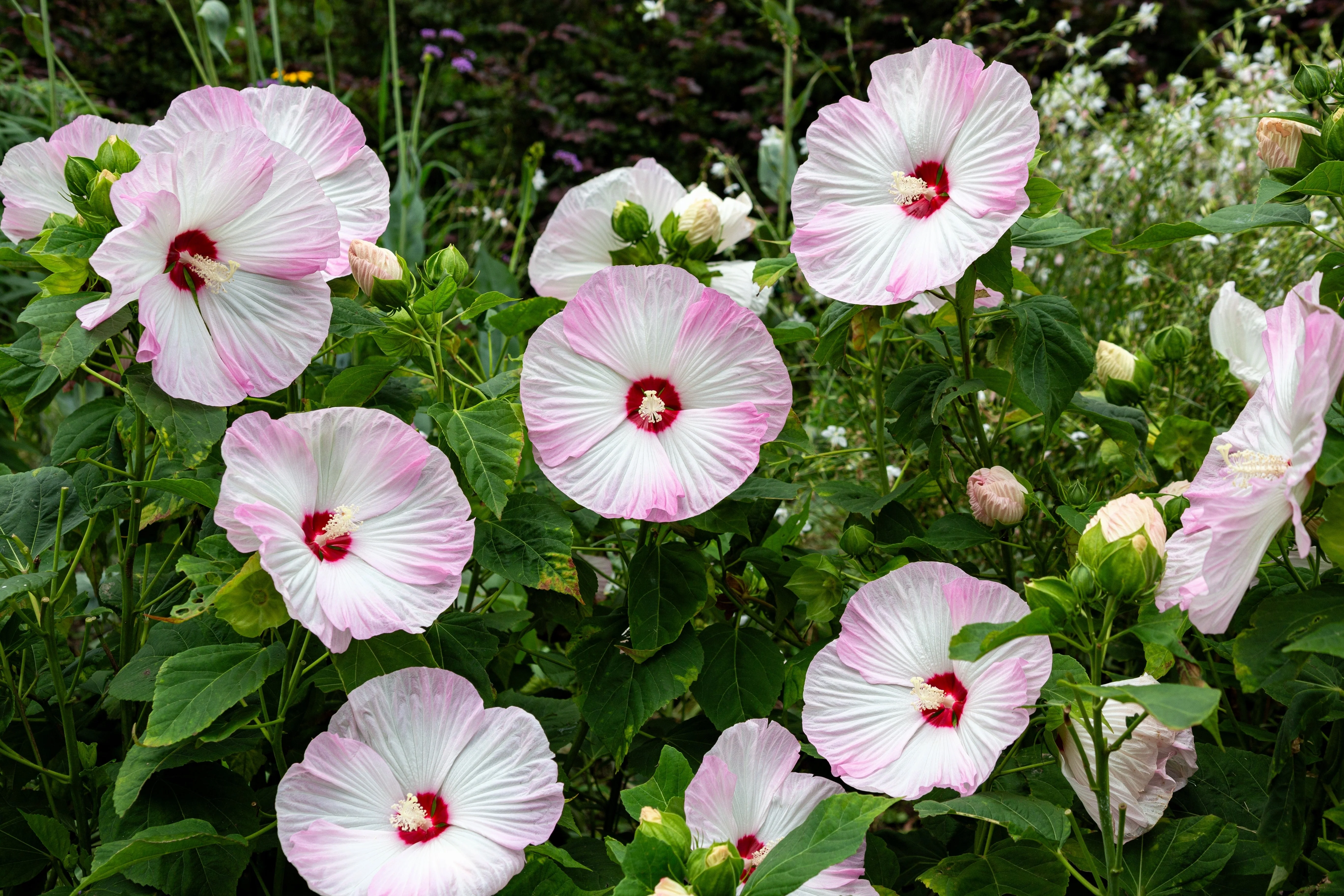 10 Luna PINK SWIRL Hardy HIBISCUS Moscheutos Flower Seeds - Image 5