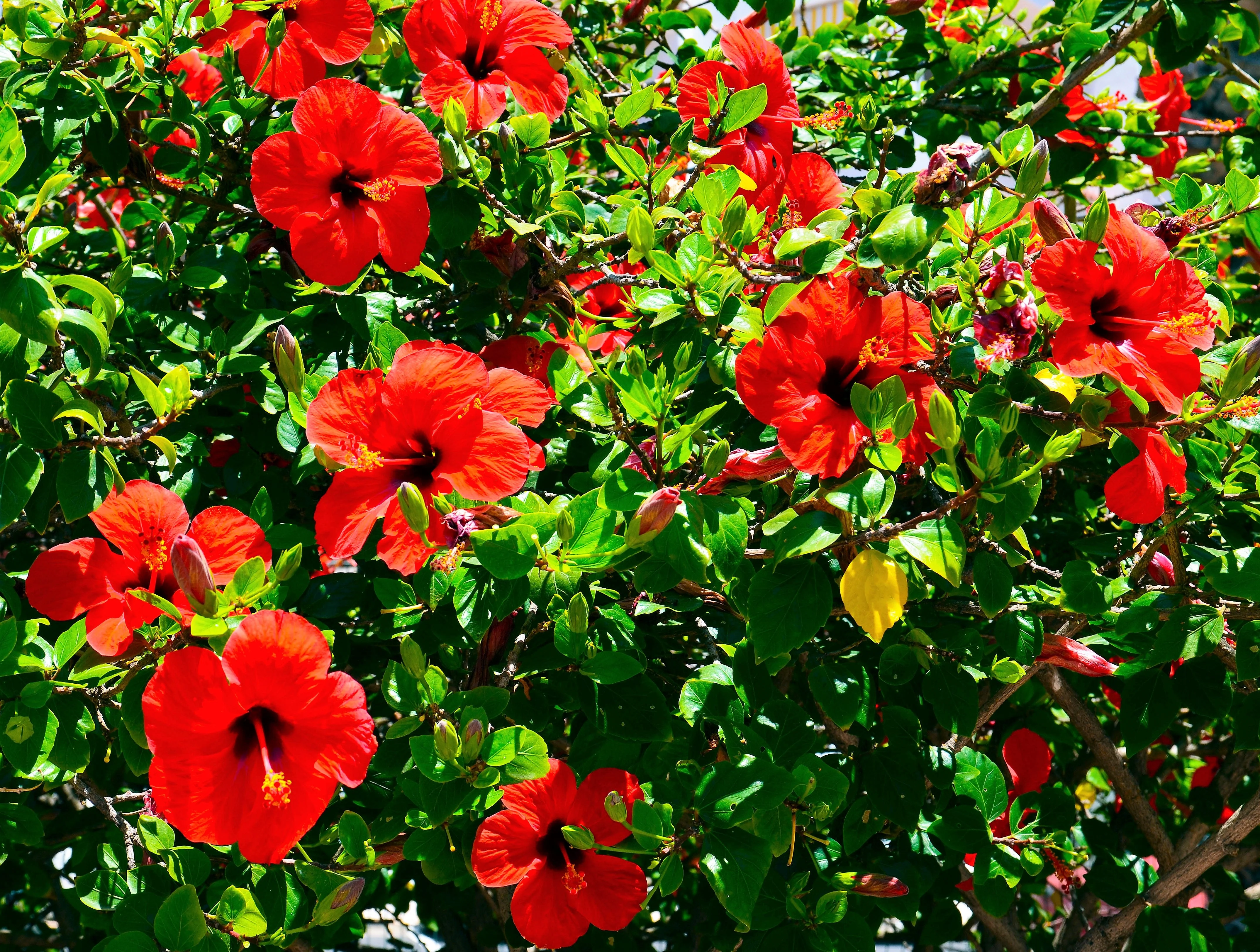 10 Luna RED HARDY HIBISCUS Hibiscus Moscheutos Balhibred Flower Seeds - Image 2