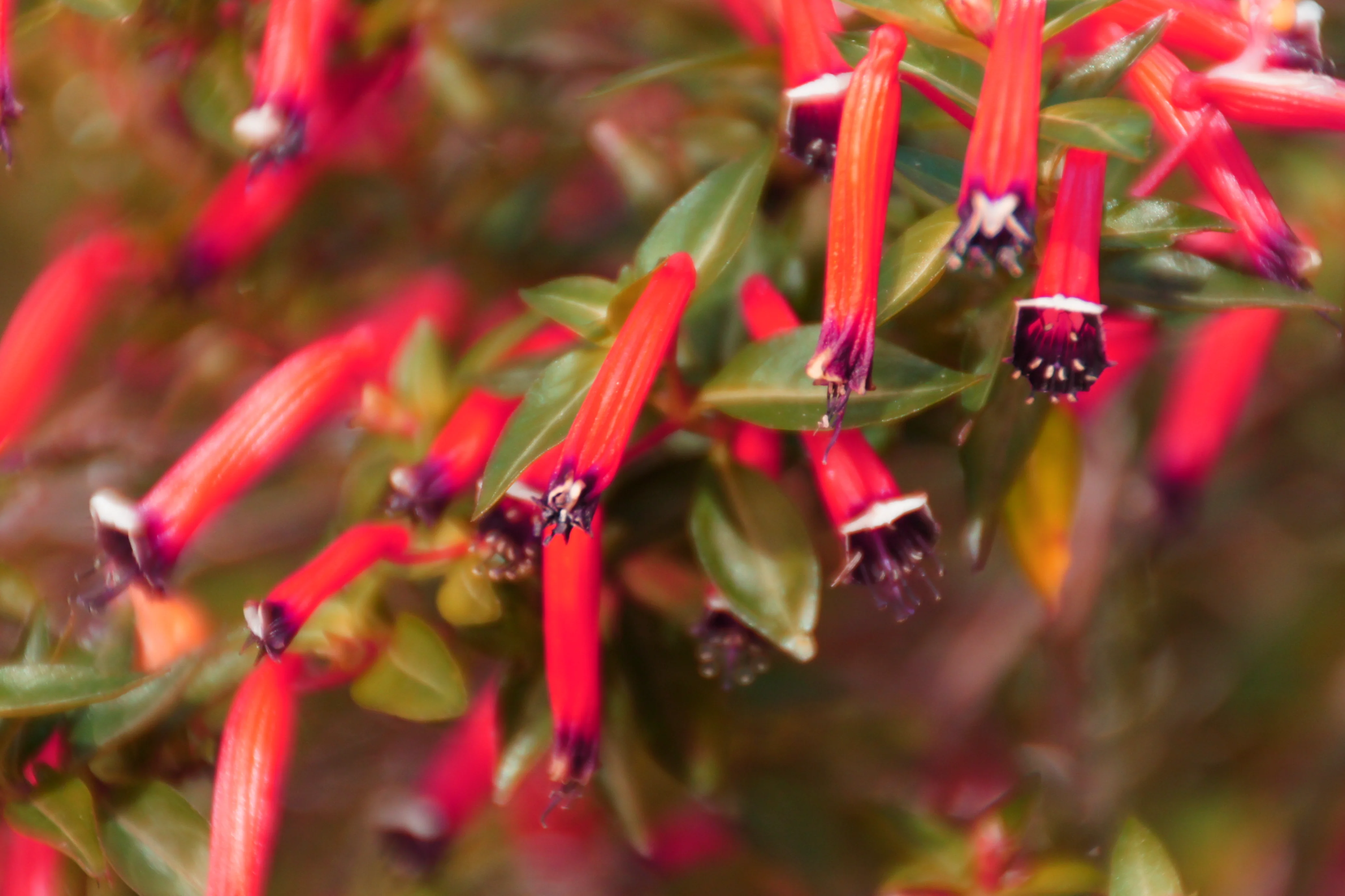 10 MIXED CIGAR PLANT Cuphea Ignea Red Pink White Firecracker Flower Seeds - Image 11