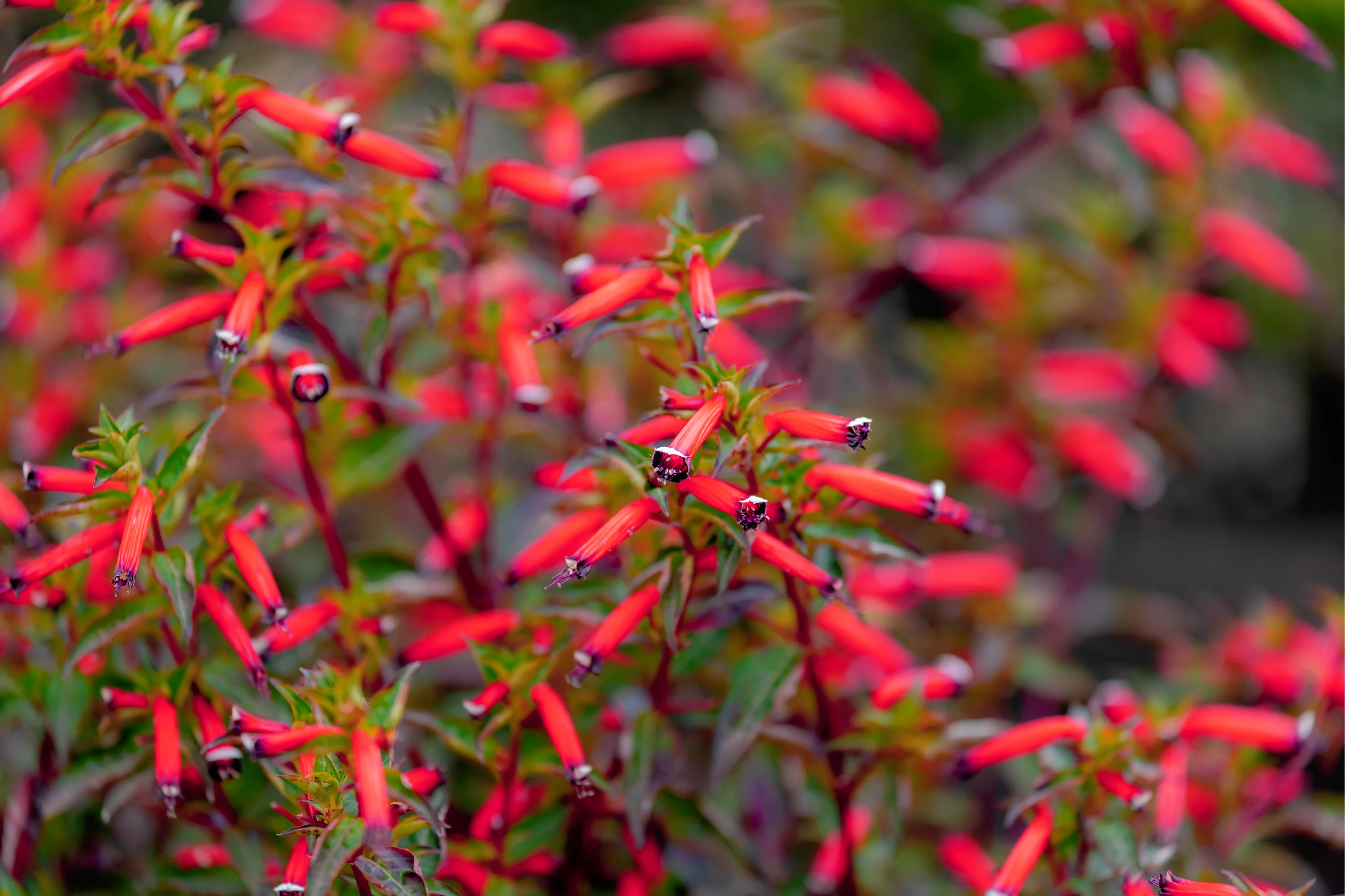 10 MIXED CIGAR PLANT Cuphea Ignea Red Pink White Firecracker Flower Seeds - Image 2