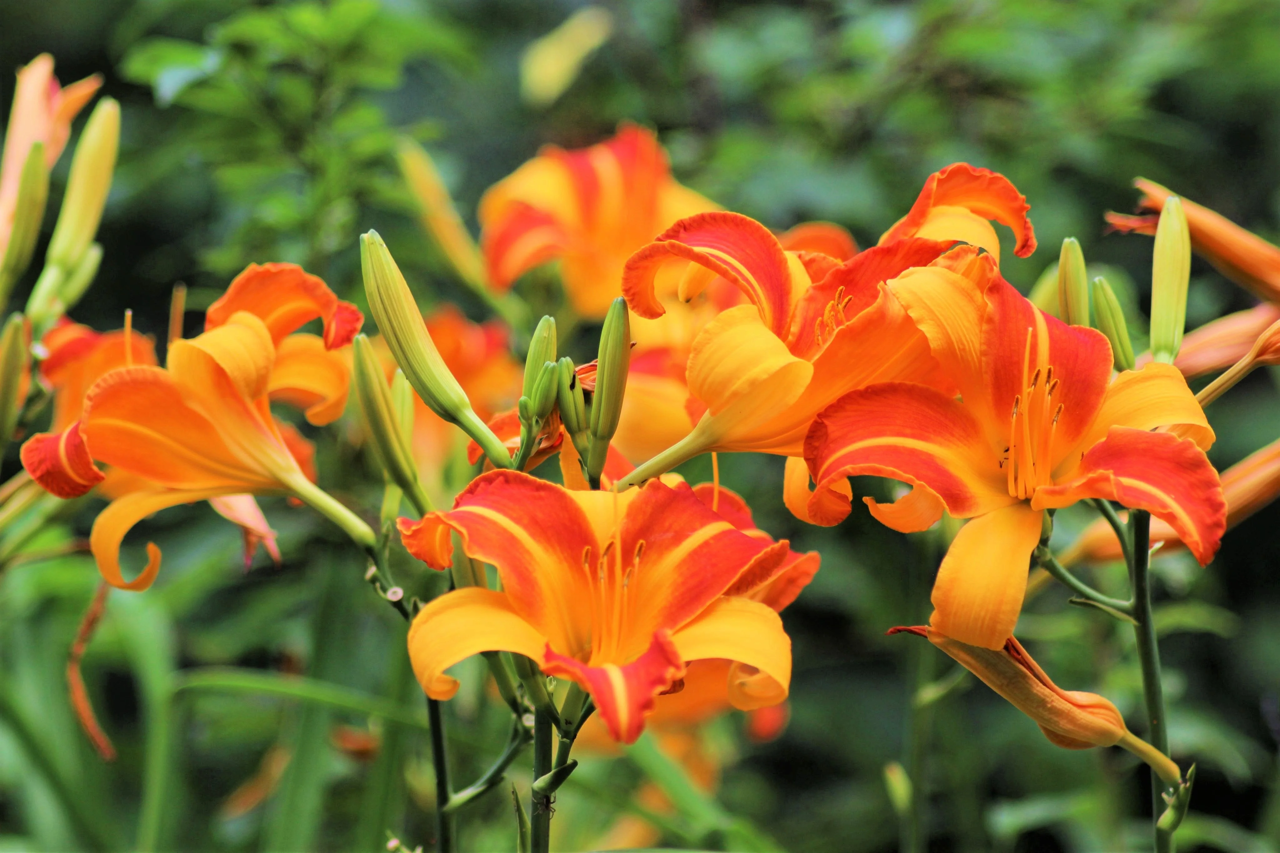 10 MIXED COLORS DAYLILY Hemerocallis Day Lily Fine Mix Red Purple Flower Seeds - Image 12