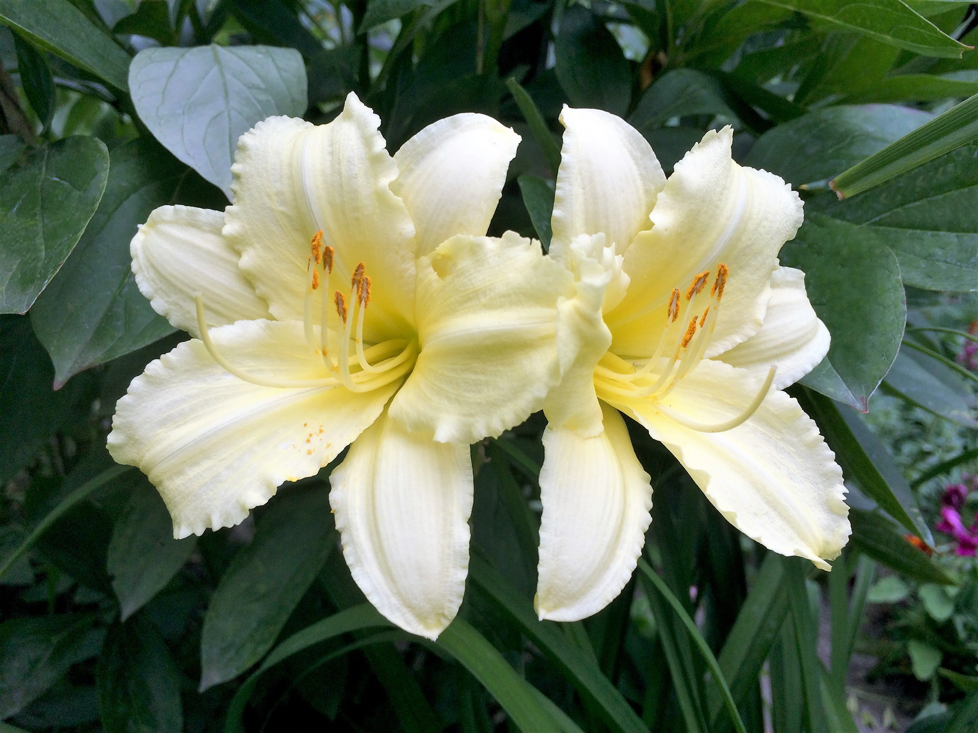 10 MIXED COLORS DAYLILY Hemerocallis Day Lily Fine Mix Red Purple Flower Seeds - Image 16