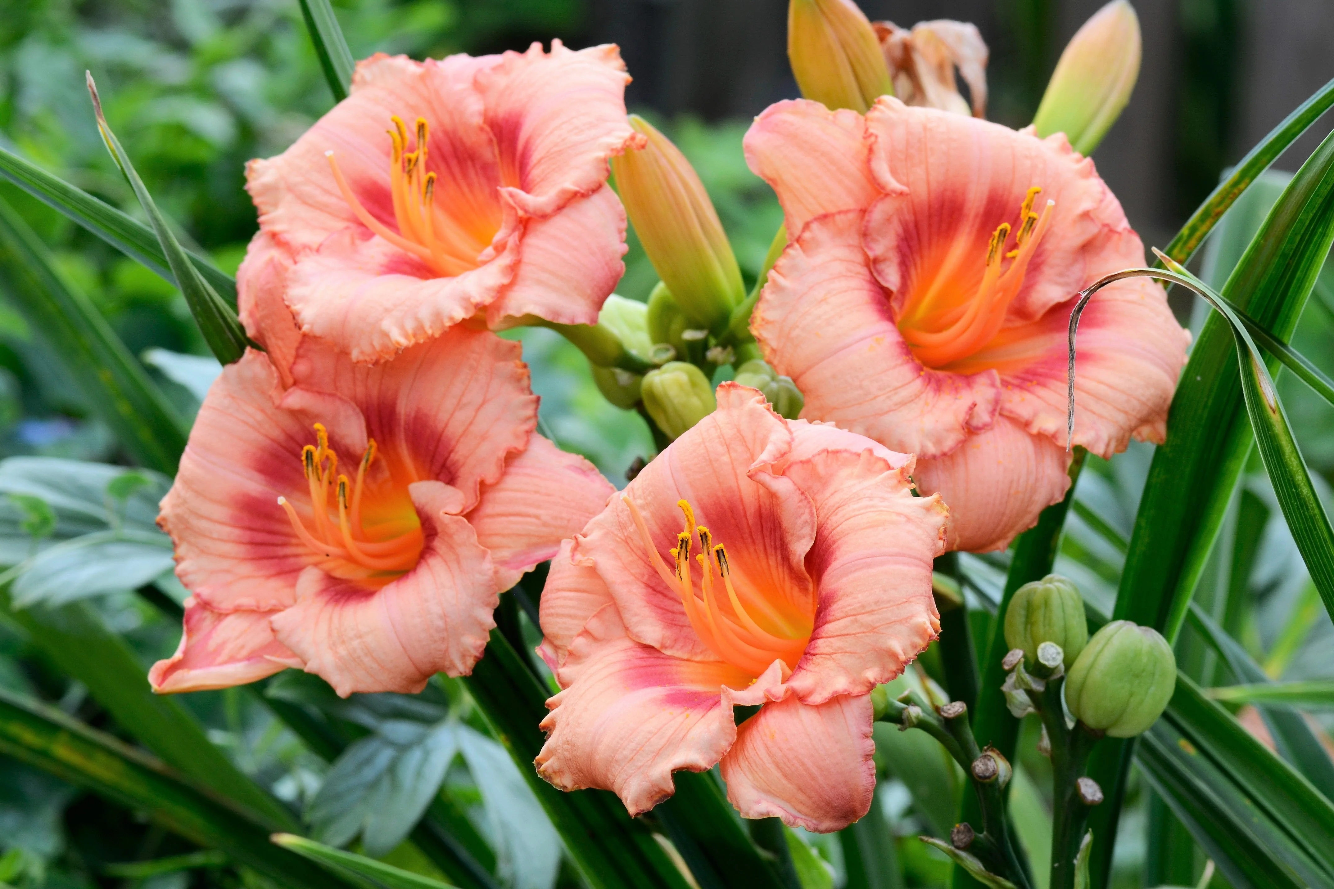 10 MIXED COLORS DAYLILY Hemerocallis Day Lily Fine Mix Red Purple Flower Seeds - Image 7
