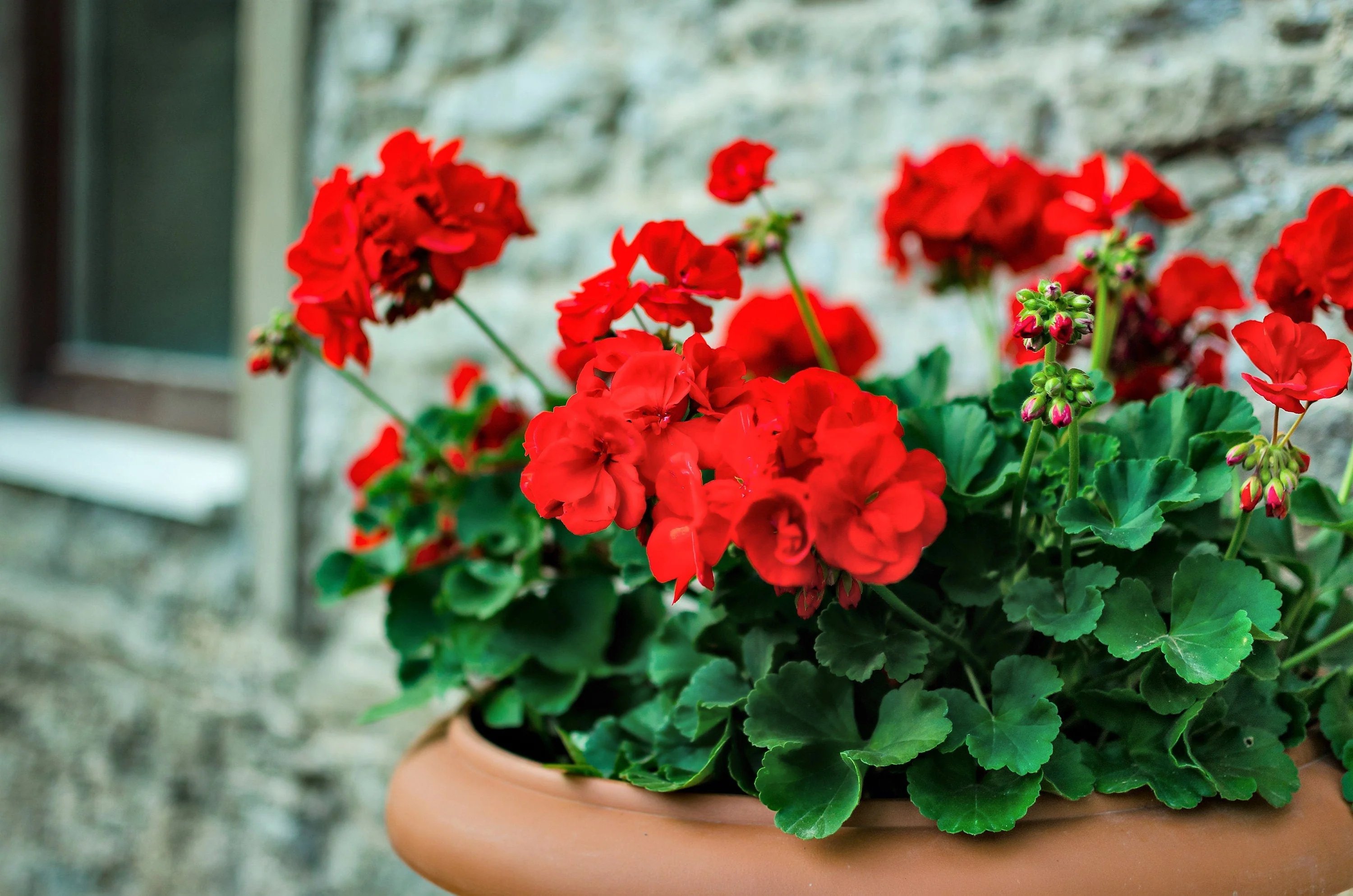 10 MIXED COLORS GERANIUM Pelargonium Zonale Pink, Purple, White, Red, & Salmon Flower Seeds - Image 10