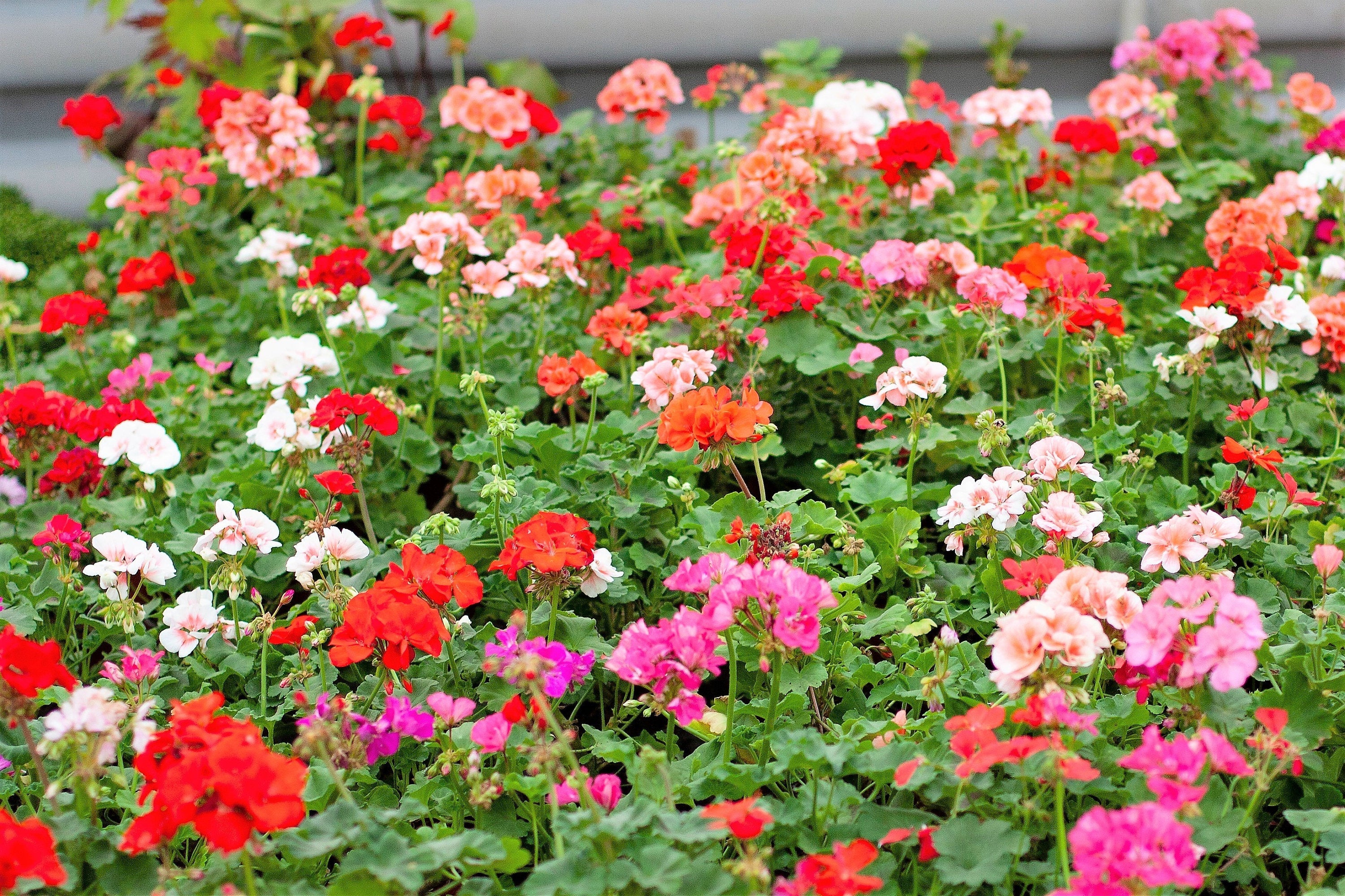 10 MIXED COLORS GERANIUM Pelargonium Zonale Pink, Purple, White, Red, & Salmon Flower Seeds - Image 2