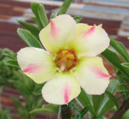 10 Mixed DESERT ROSE / ADENIUM Obesum African Houseplant Flower Seeds - Image 3
