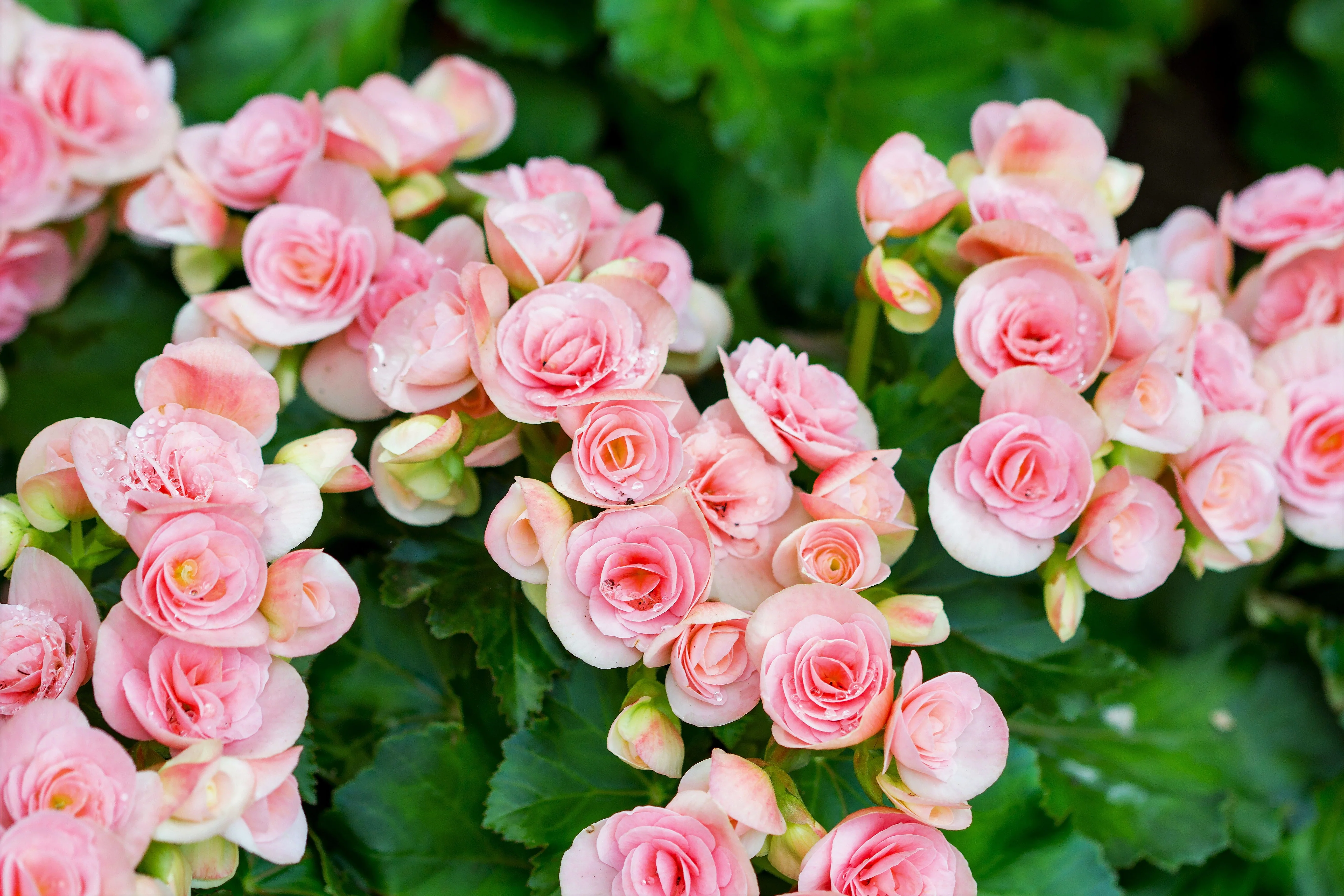 10 MIXED DOUBLE BEGONIA Tuberosa Tuberous Begonia Red Pink White Yellow Orange Shade Flower Seeds - Image 8