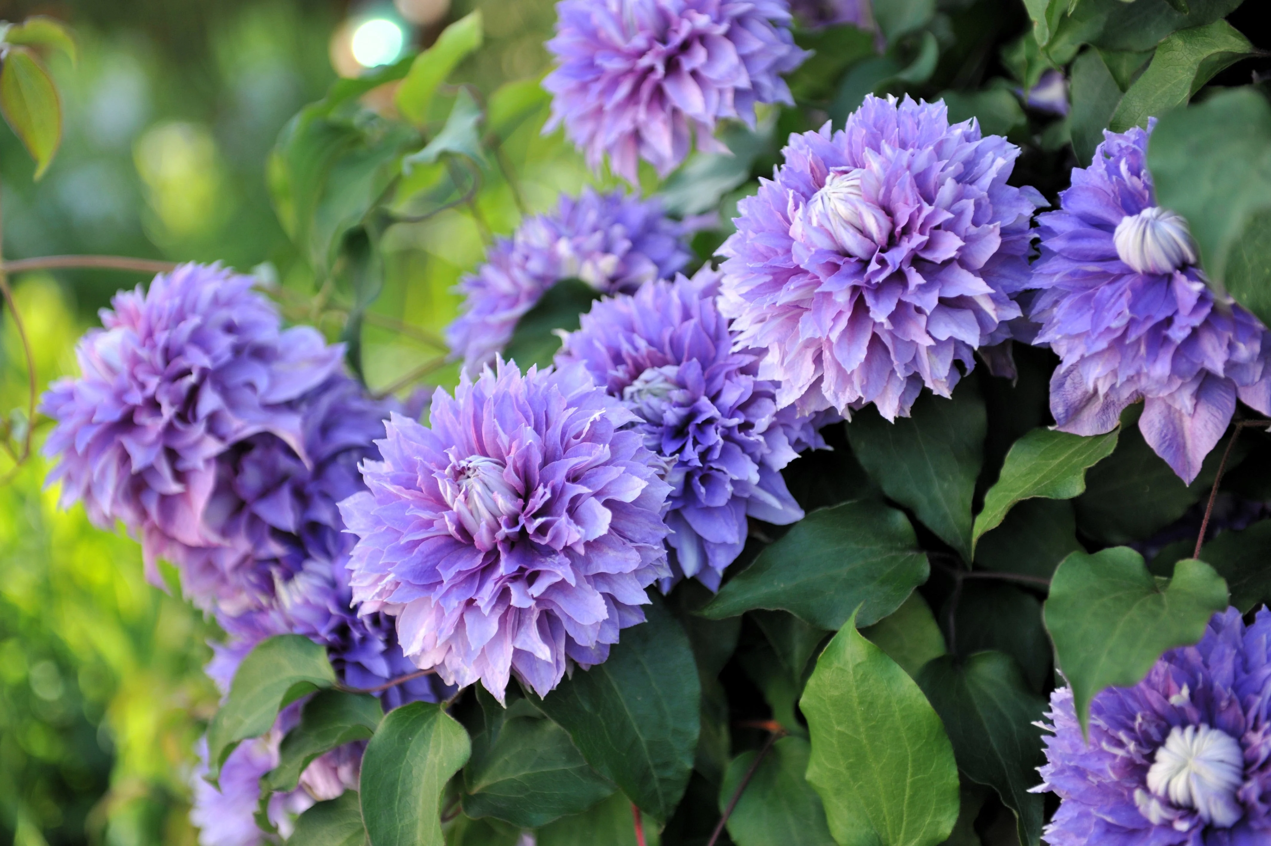 10 MIXED HYBRID CLEMATIS Hybrida Red Purple Pink Blue Bicolor Flower Vine Seeds - Image 10