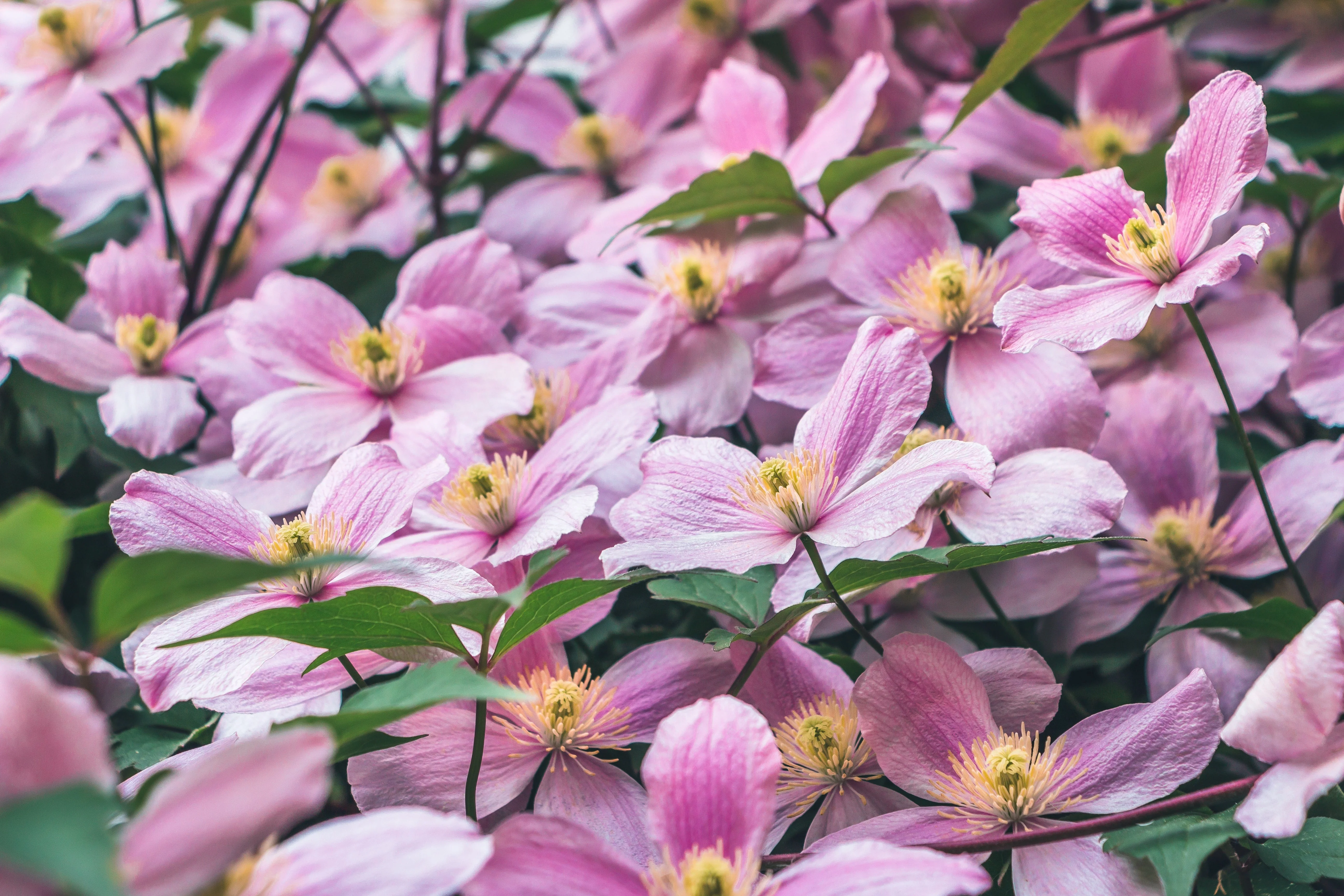10 MIXED HYBRID CLEMATIS Hybrida Red Purple Pink Blue Bicolor Flower Vine Seeds - Image 14