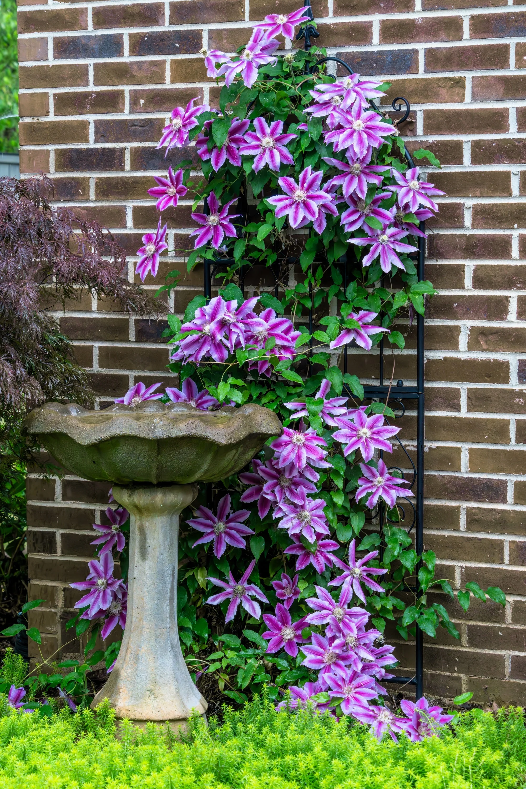 10 MIXED HYBRID CLEMATIS Hybrida Red Purple Pink Blue Bicolor Flower Vine Seeds - Image 4