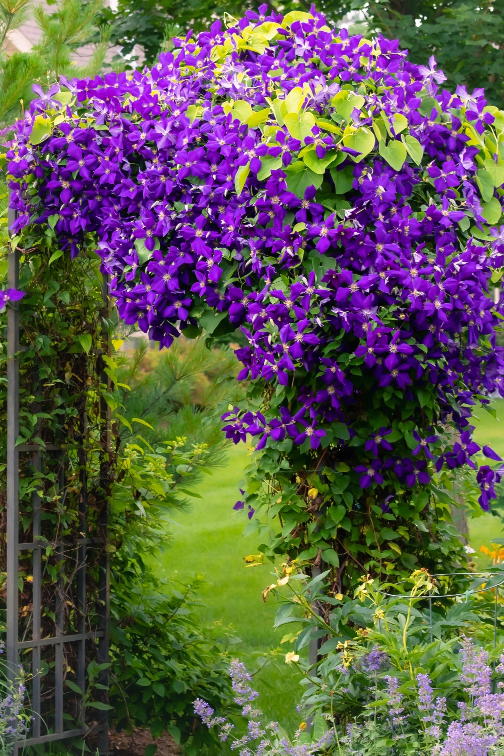 10 MIXED HYBRID CLEMATIS Hybrida Red Purple Pink Blue Bicolor Flower Vine Seeds - Image 5