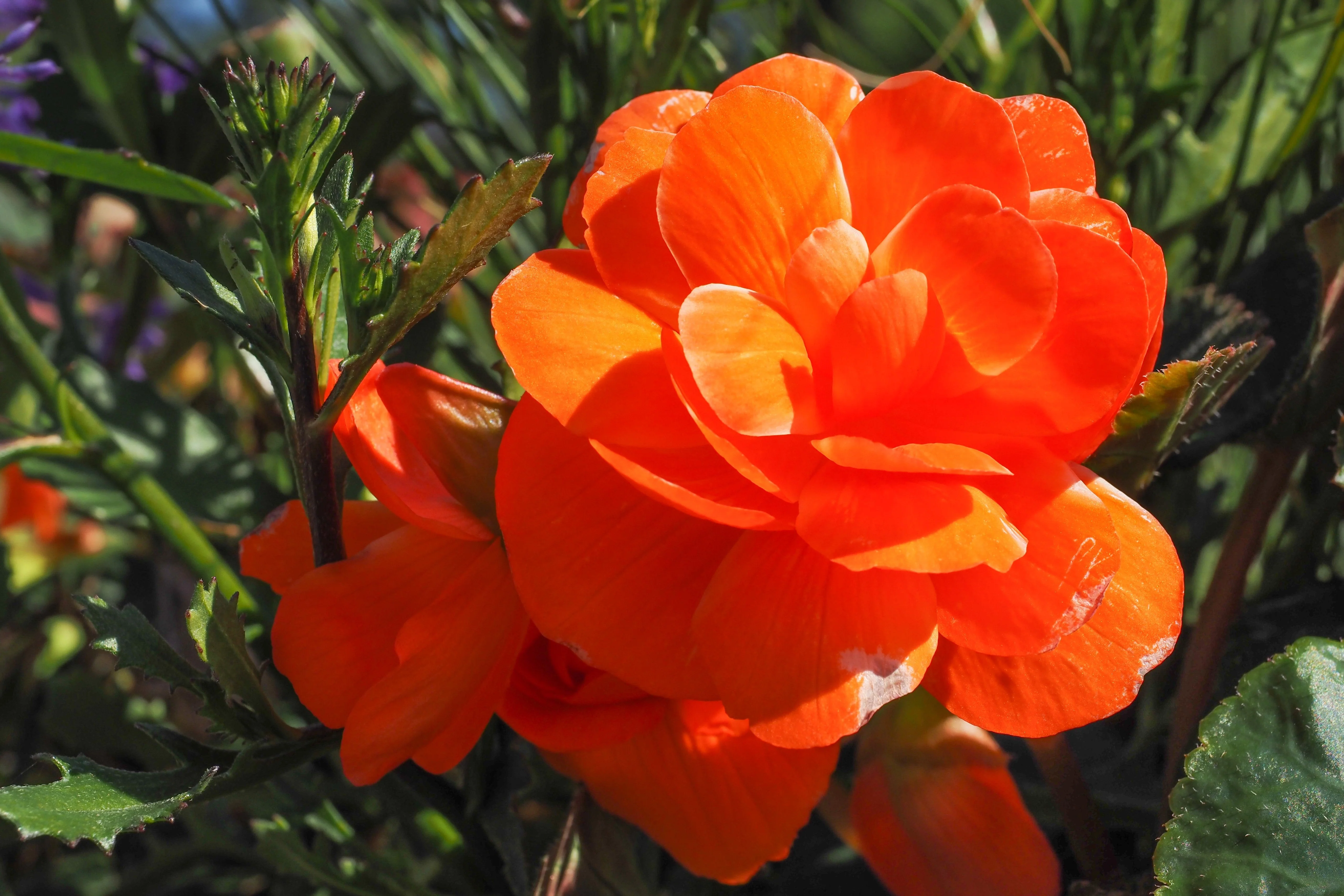 10 ORANGE DOUBLE BEGONIA Tuberosa Tuberous Begonia Shade Flower Seeds - Image 2
