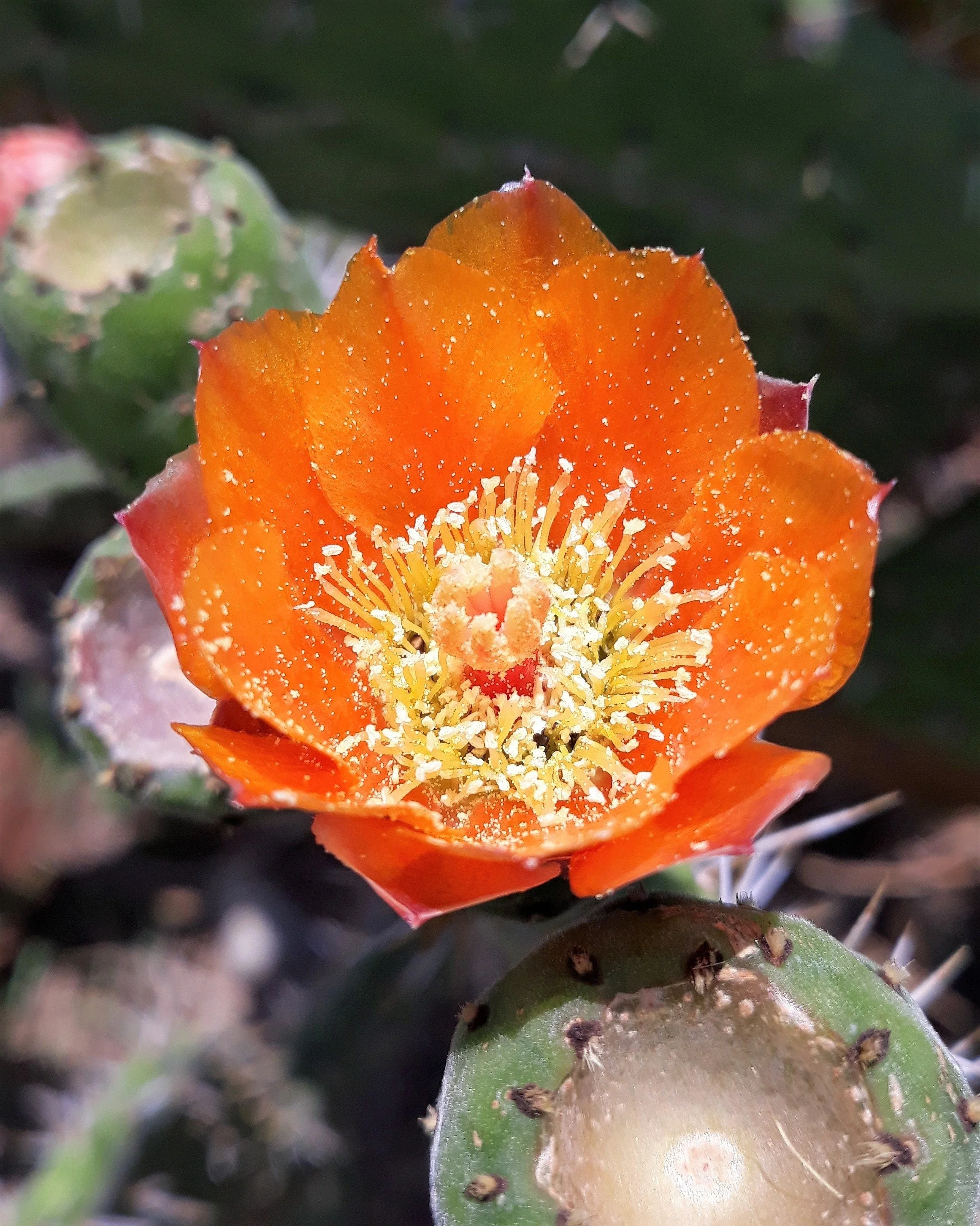 10 Orange PRICKLY PEAR CACTUS Nopal Indian Fig Opuntia Ficus-Indica Fruit Flower Seeds - Image 2