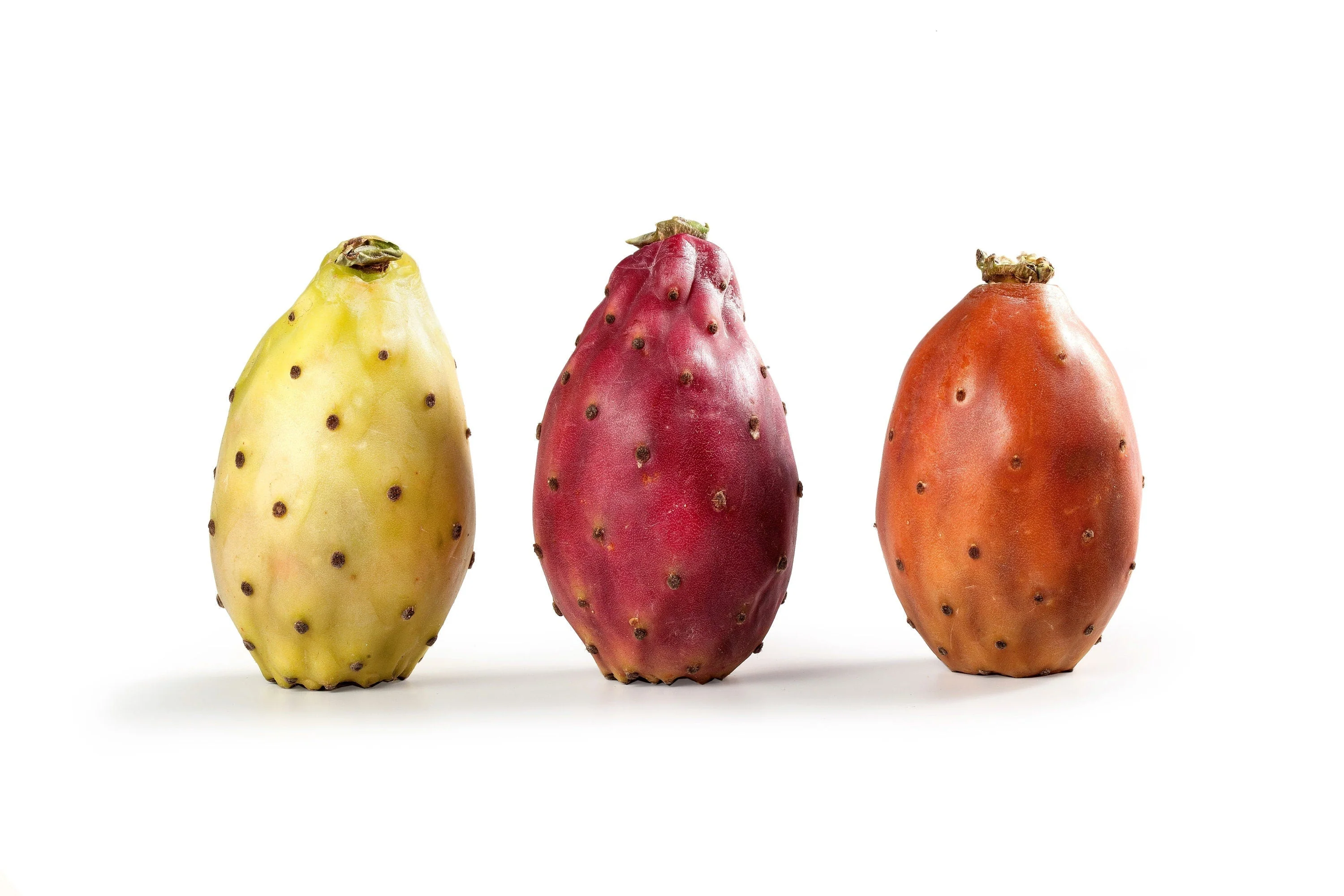 10 Orange PRICKLY PEAR CACTUS Nopal Indian Fig Opuntia Ficus-Indica Fruit Flower Seeds - Image 5