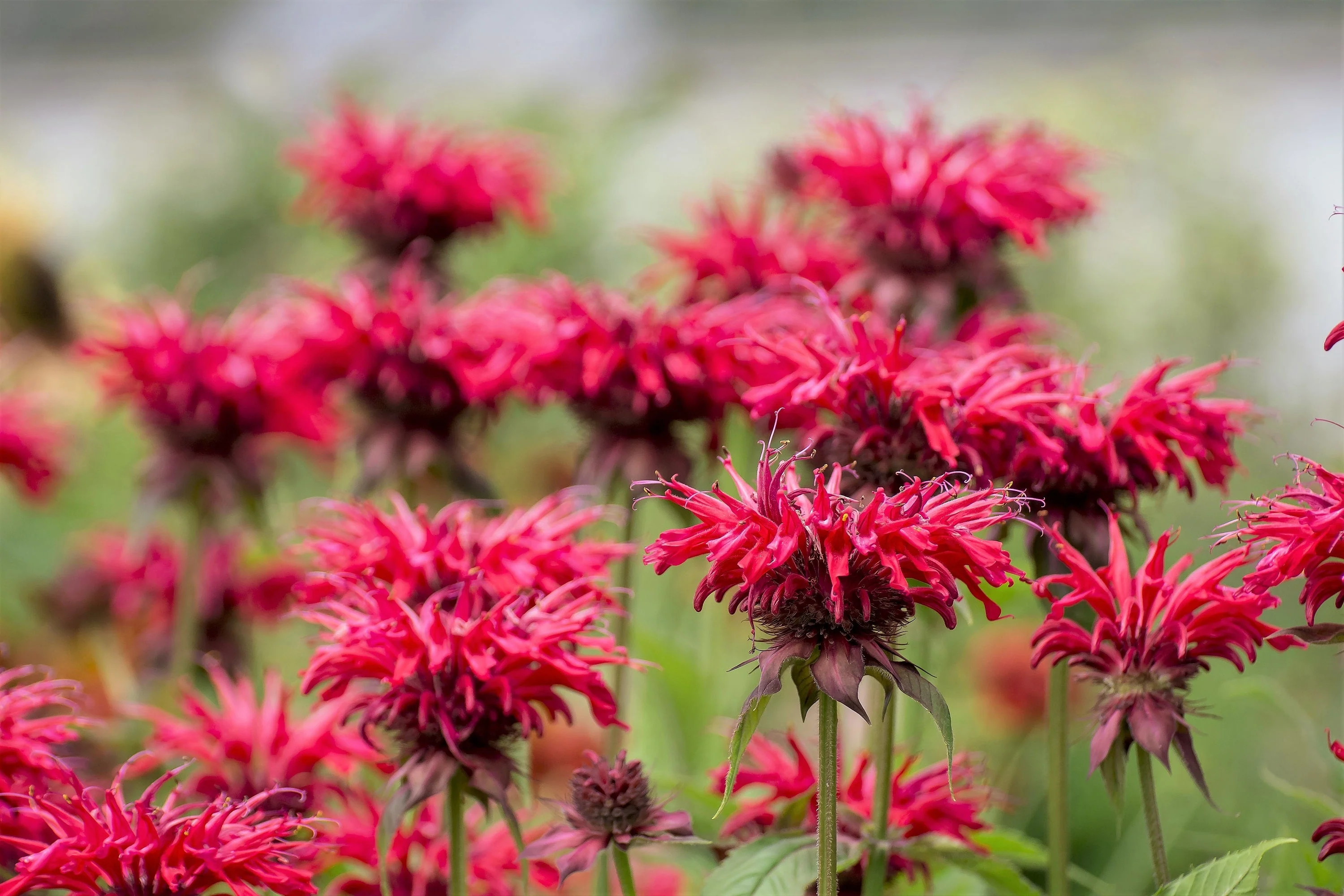 10 Panorama RED BEE BALM Monarda Didyma Oswego Tea Herb Flower Seeds - Image 9
