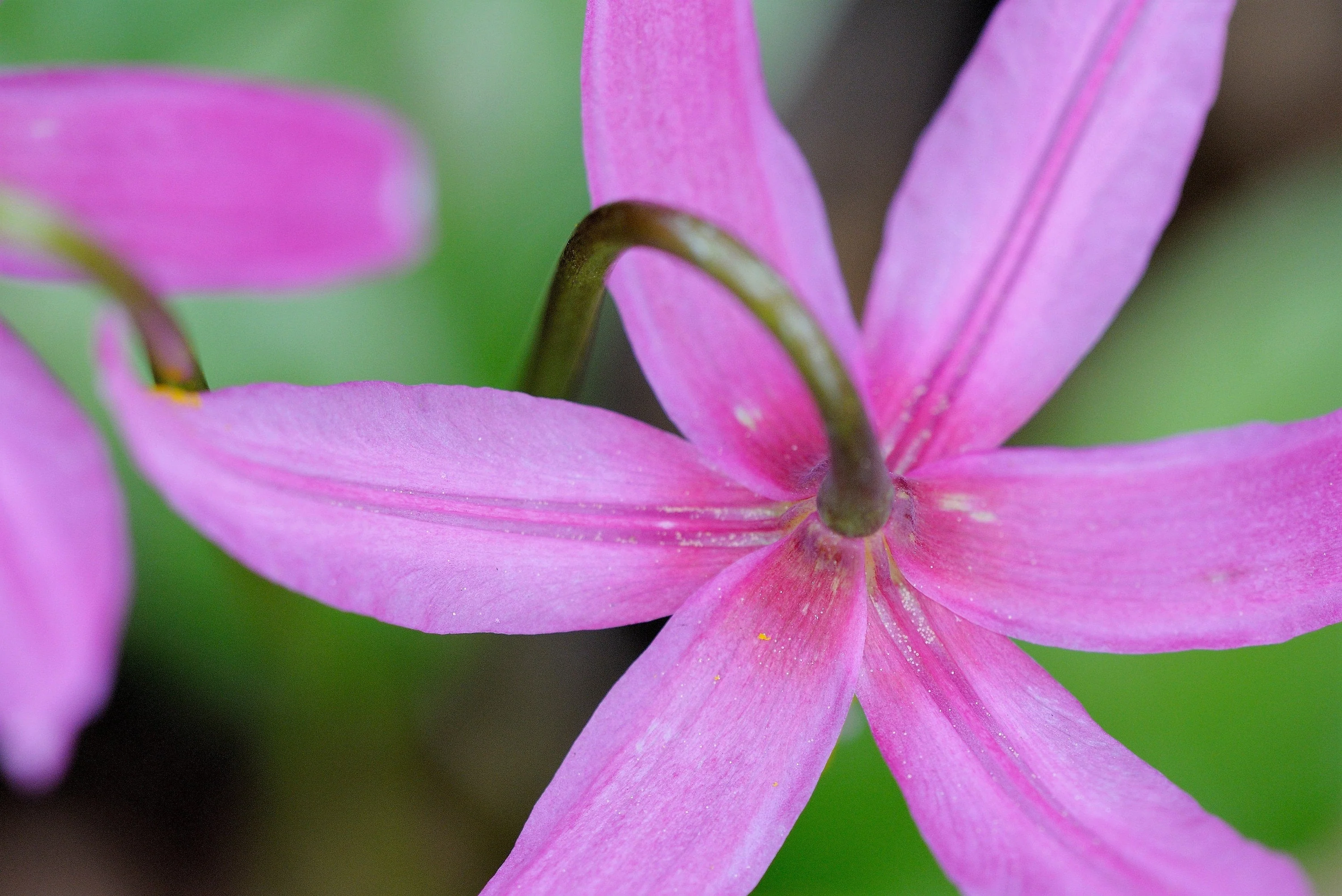 10 PINK FAWN LILY aka Trout Lily, Avalanche Lily, & Dog's Tooth Violet Erythronium Revolutum Native Flower Seeds - Image 5