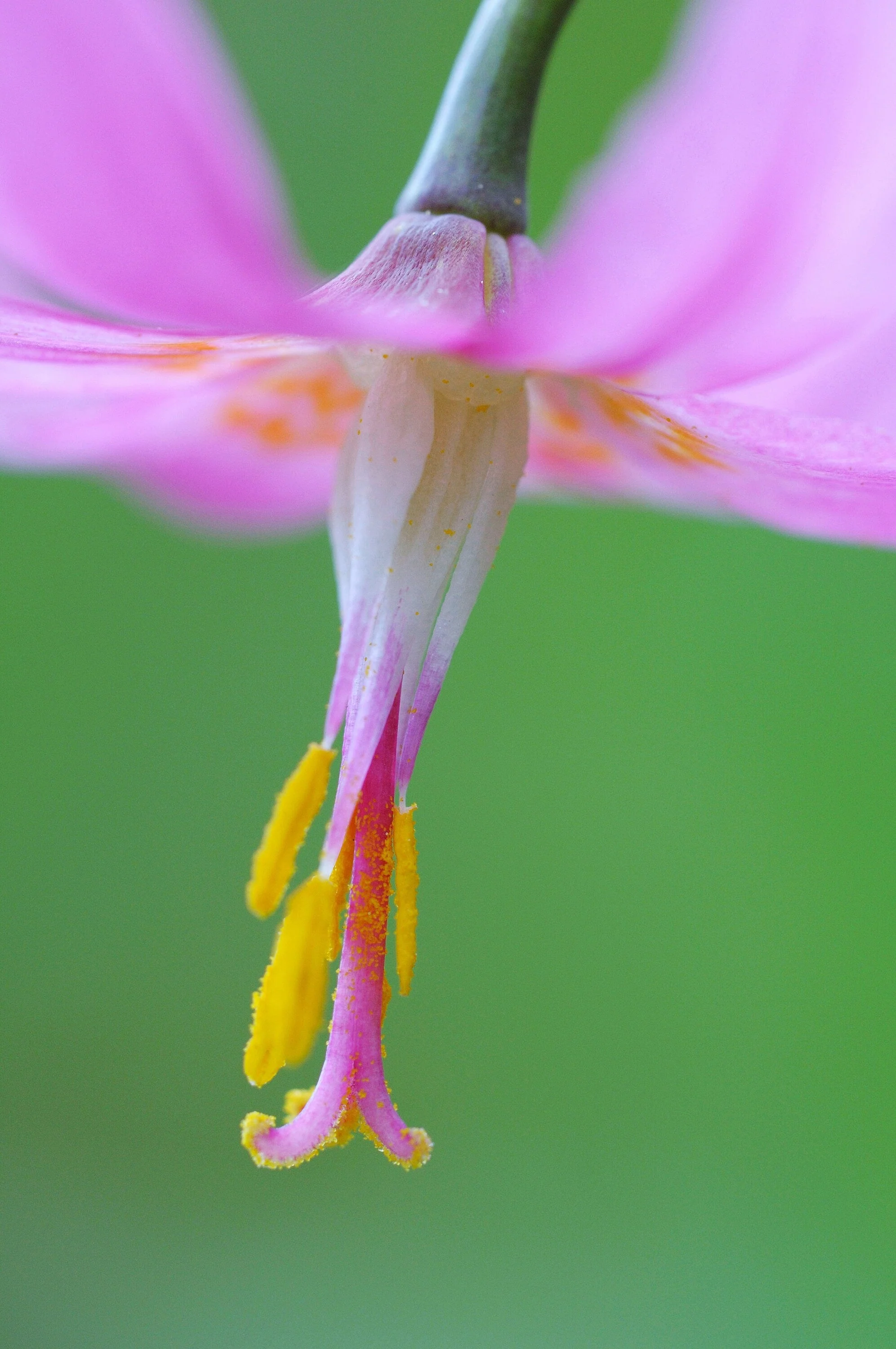 10 PINK FAWN LILY aka Trout Lily, Avalanche Lily, & Dog's Tooth Violet Erythronium Revolutum Native Flower Seeds - Image 6