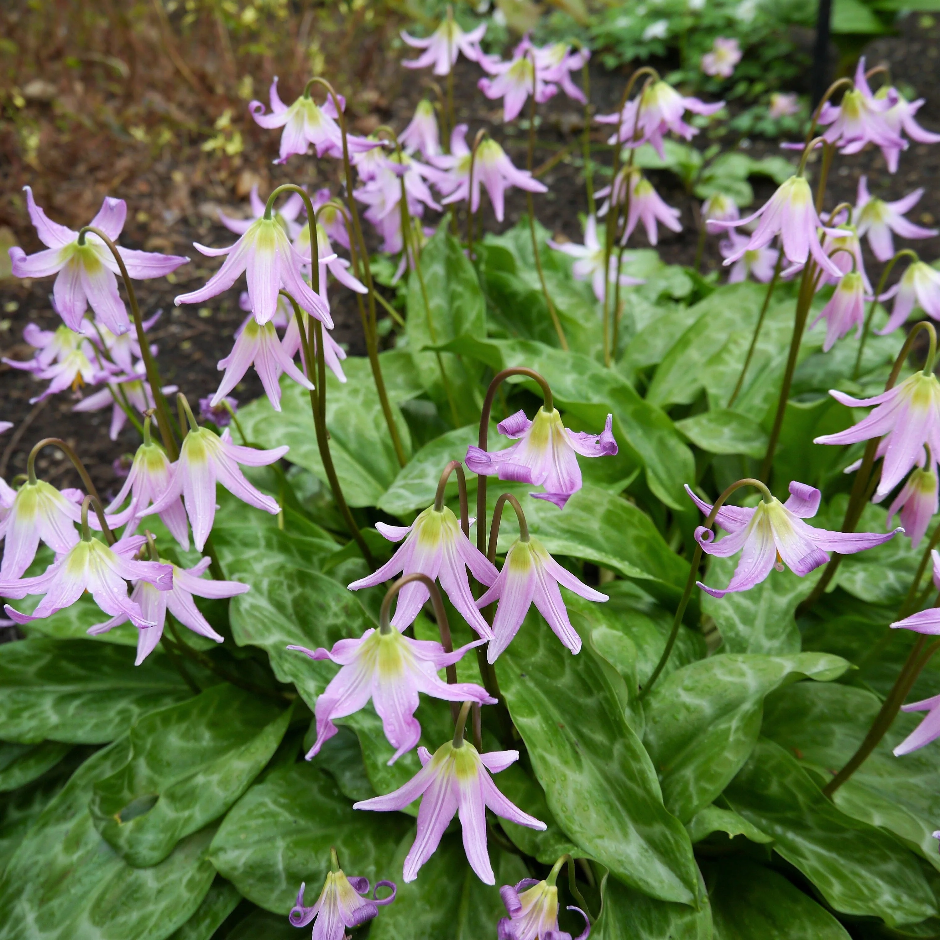 10 PINK FAWN LILY aka Trout Lily, Avalanche Lily, & Dog's Tooth Violet Erythronium Revolutum Native Flower Seeds - Image 7