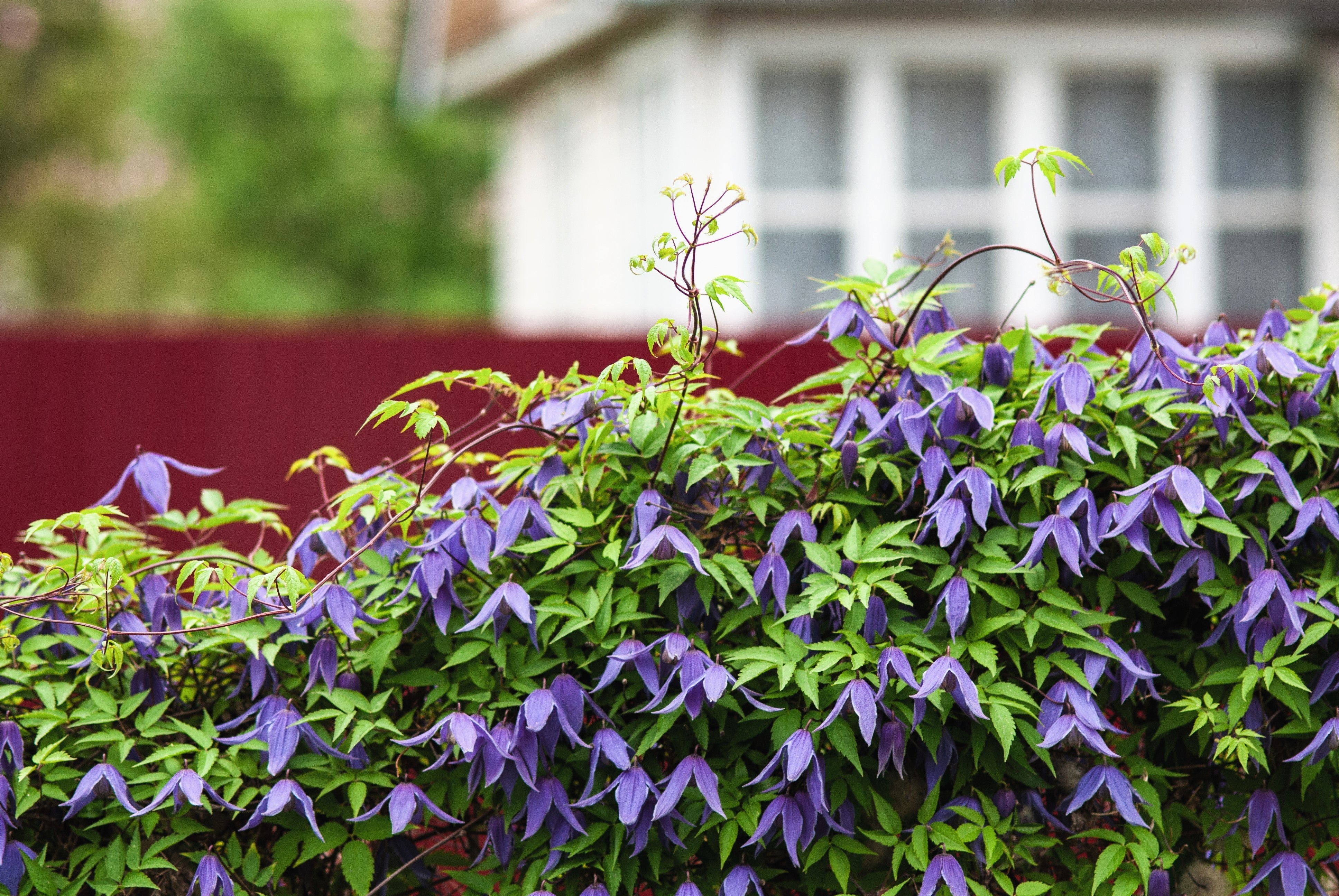 10 PURPLE ALPINE CLEMATIS Alpina Virgin's Bower Flower Vine Seeds - Image 3