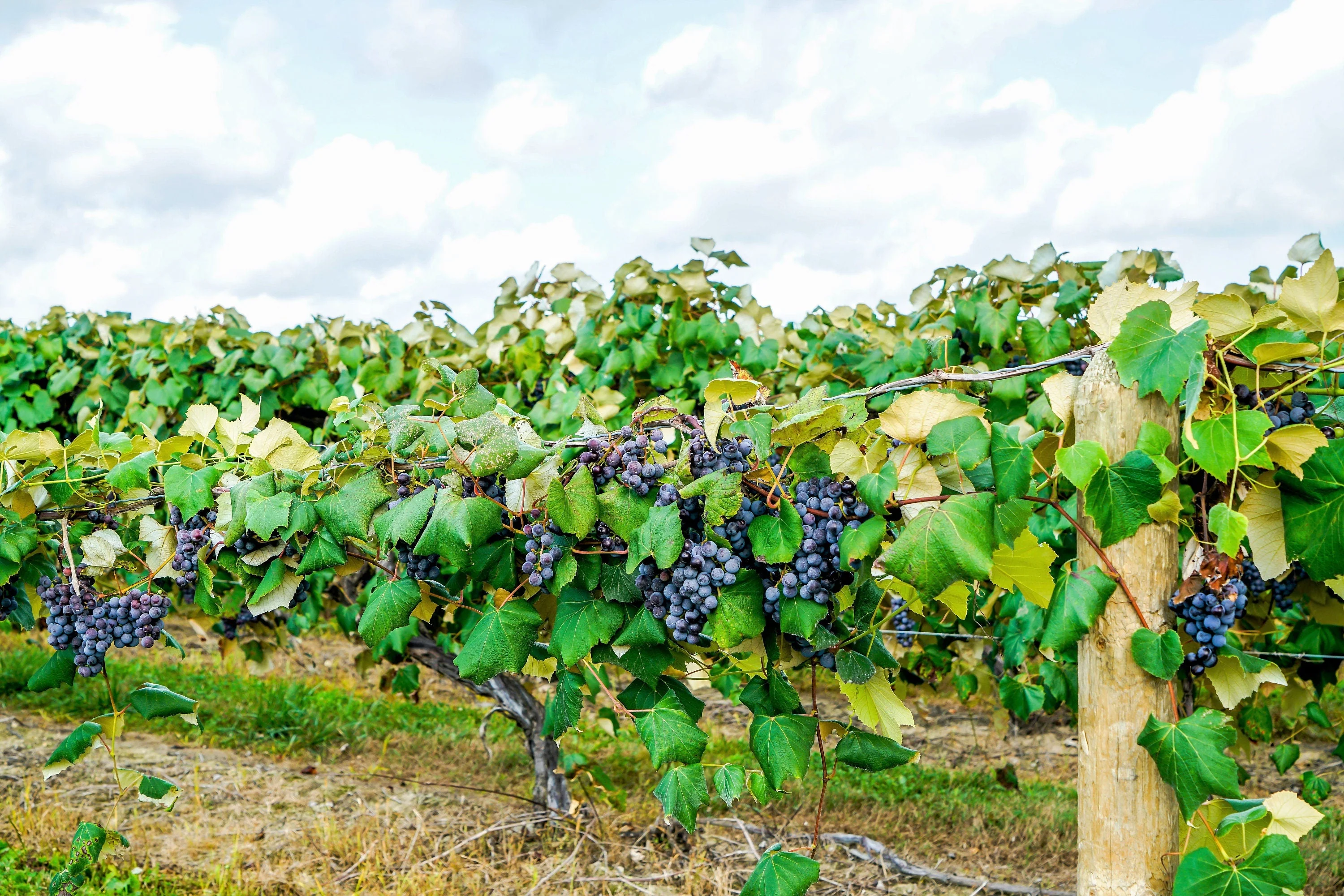 10 Purple CONCORD GRAPE Fruit Vine Vitis Labrusca White Flower Seeds - Image 5