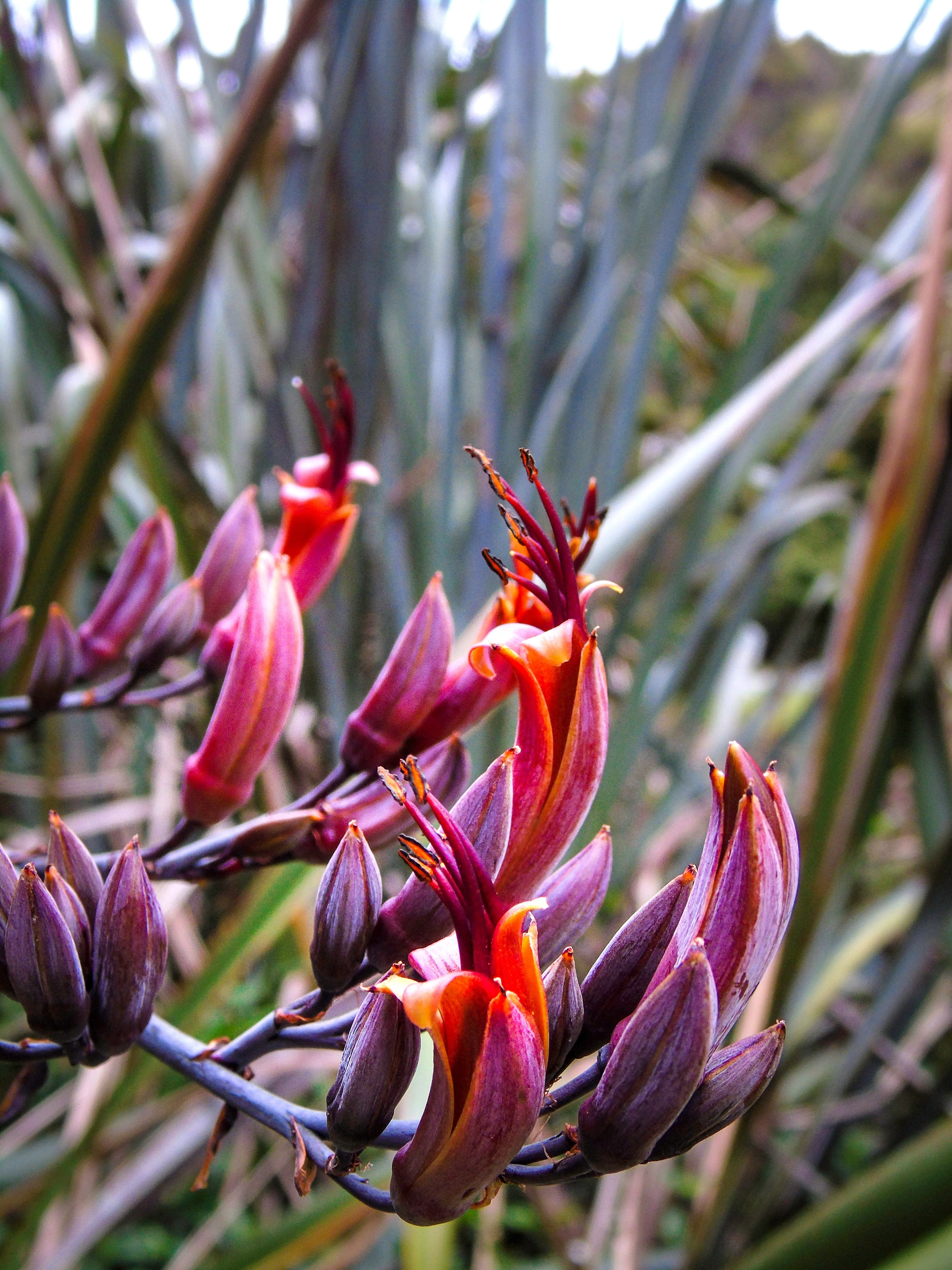 10 Purple NEW ZEALAND FLAX Phormium Tenax Purpureum Ornamental Grass Flower Seeds - Image 9