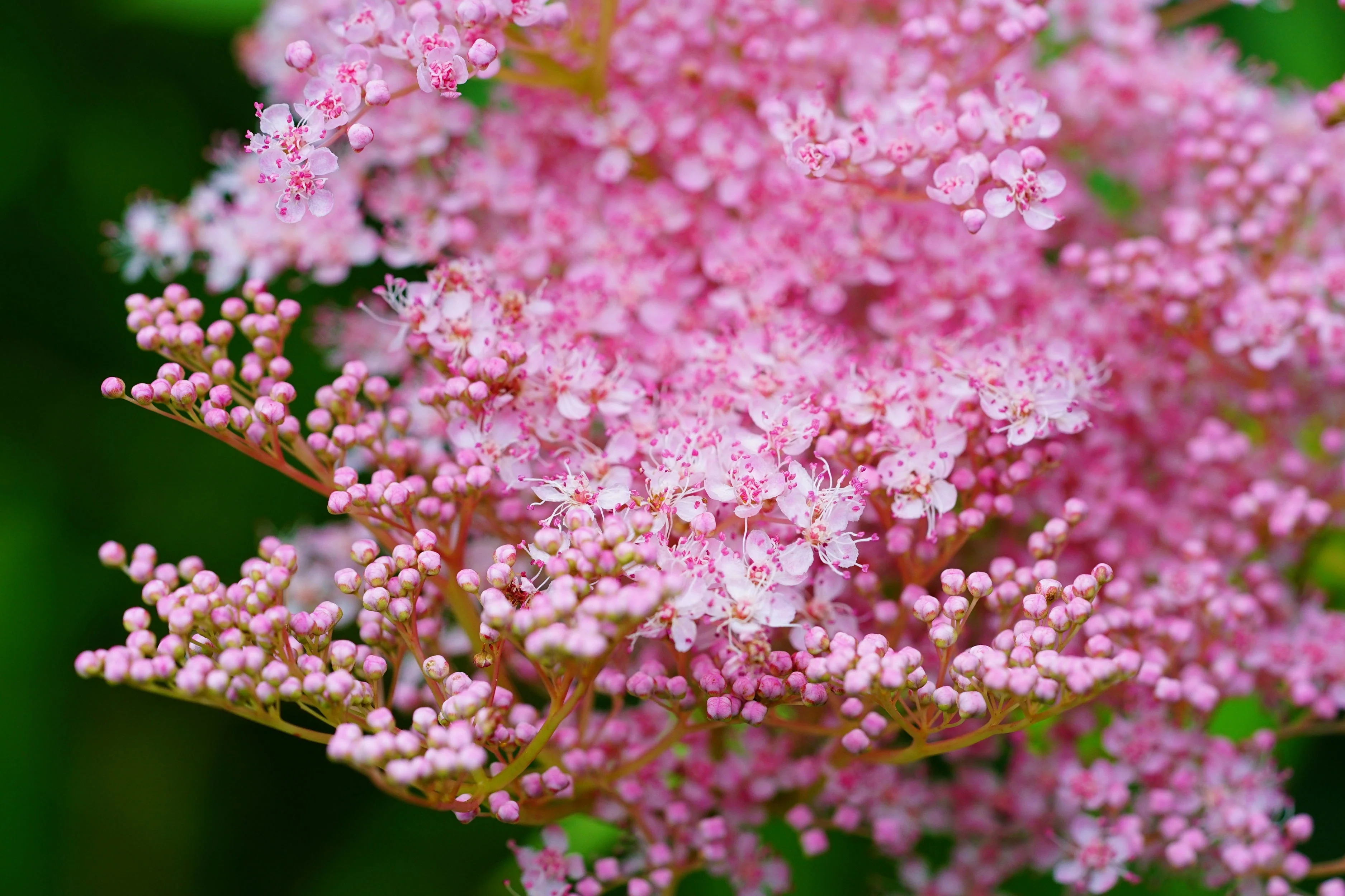 10 QUEEN Of THE PRAIRIE Pink Meadowsweet Filipendula Rubra Flower Seeds - Image 4