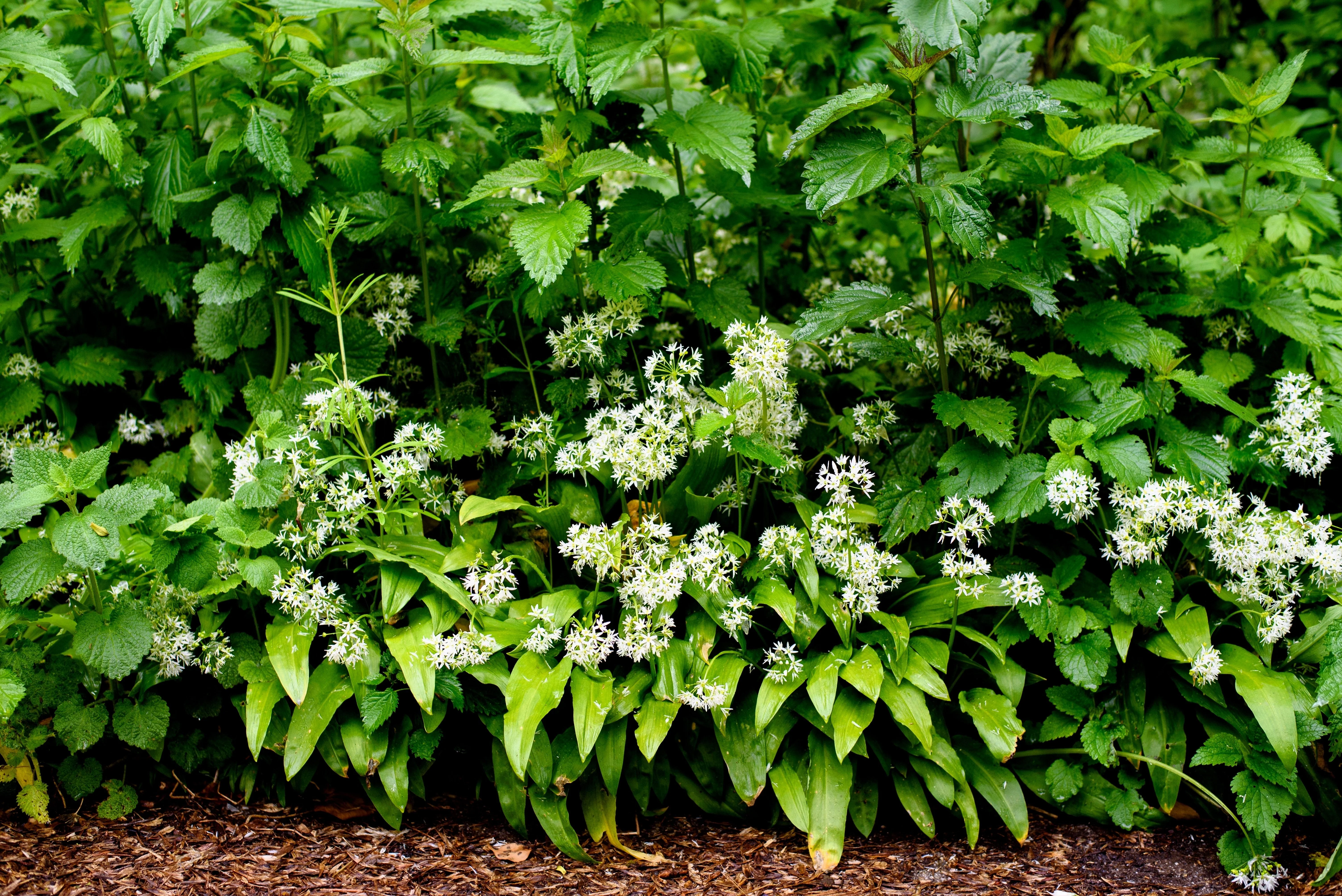 10 RAMSONS / WILD Bear GARLIC Allium Ursinum Vegetable Herb White Flower Seeds - Image 14