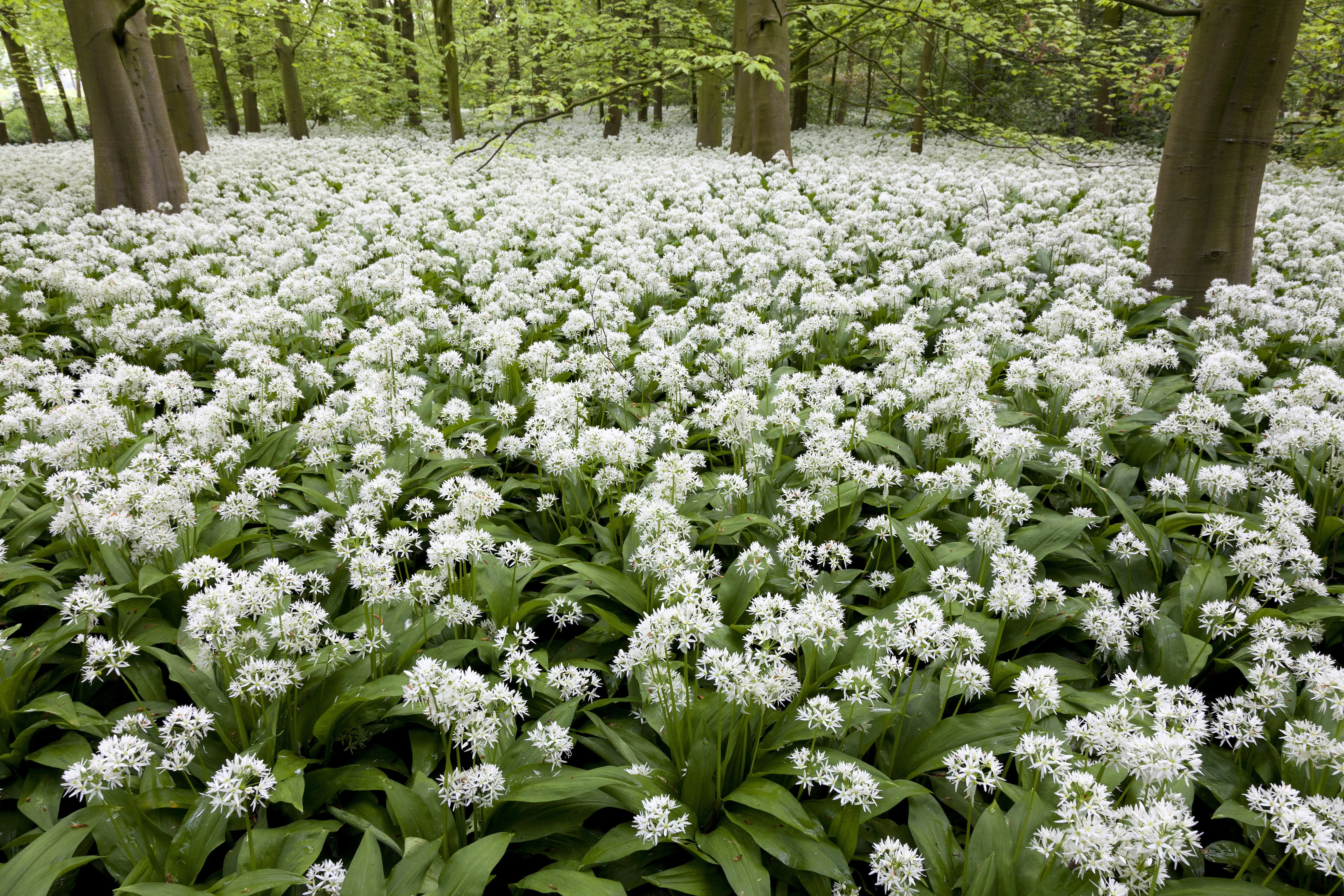 10 RAMSONS / WILD Bear GARLIC Allium Ursinum Vegetable Herb White Flower Seeds - Image 4