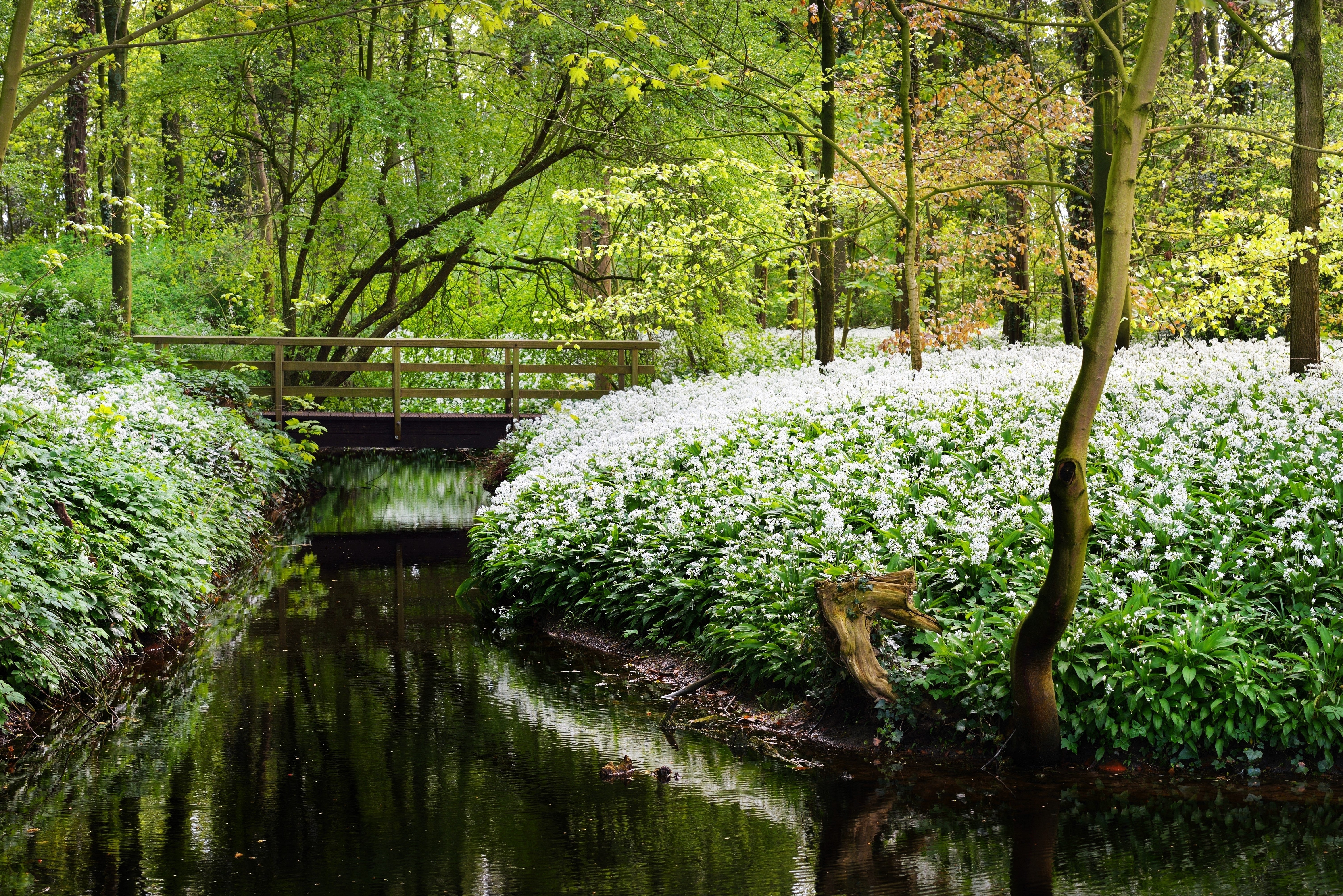 10 RAMSONS / WILD Bear GARLIC Allium Ursinum Vegetable Herb White Flower Seeds - Image 7