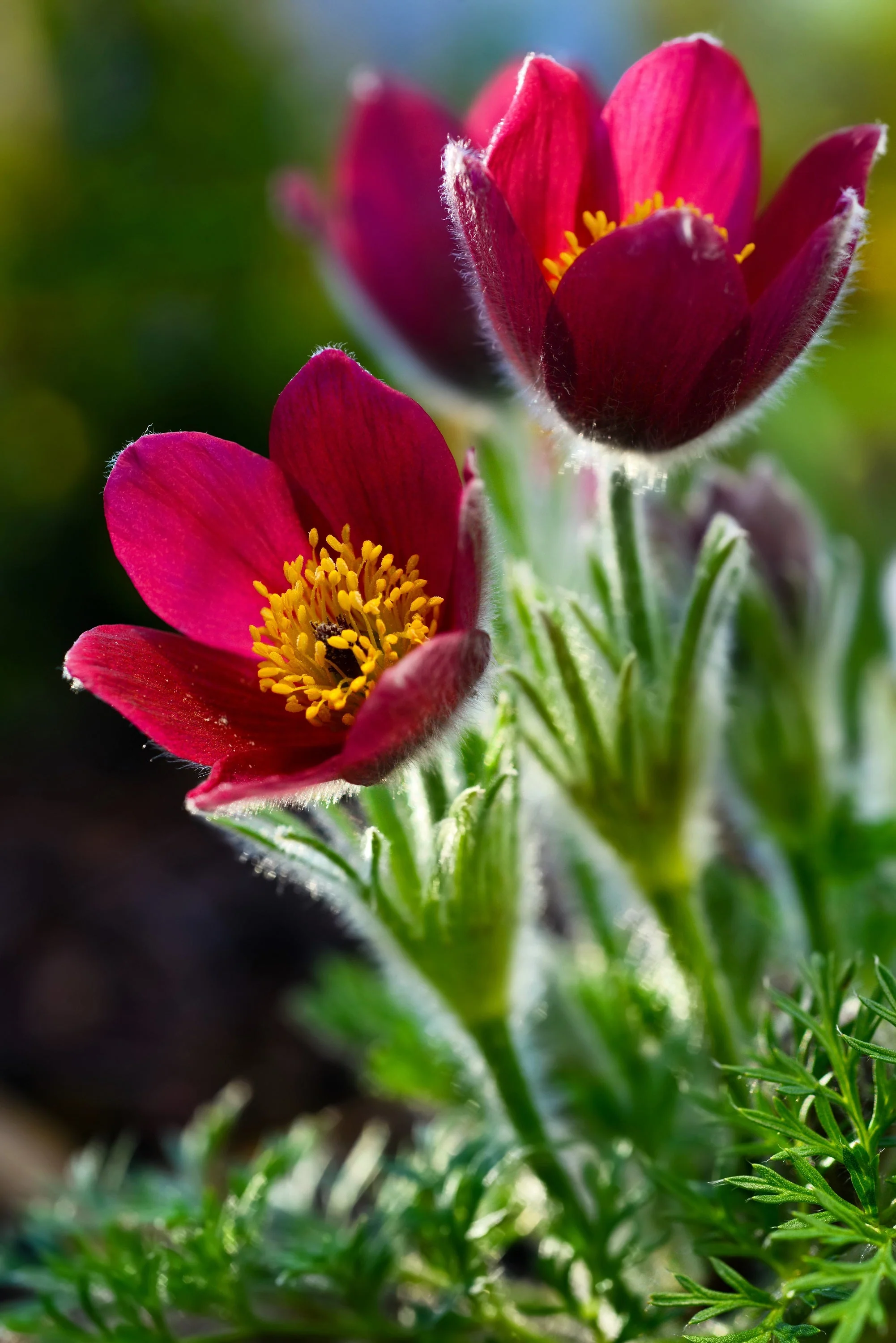 10 RED ANEMONE Pulsatilla Vulgaris PASQUE Flower Seeds - Image 12