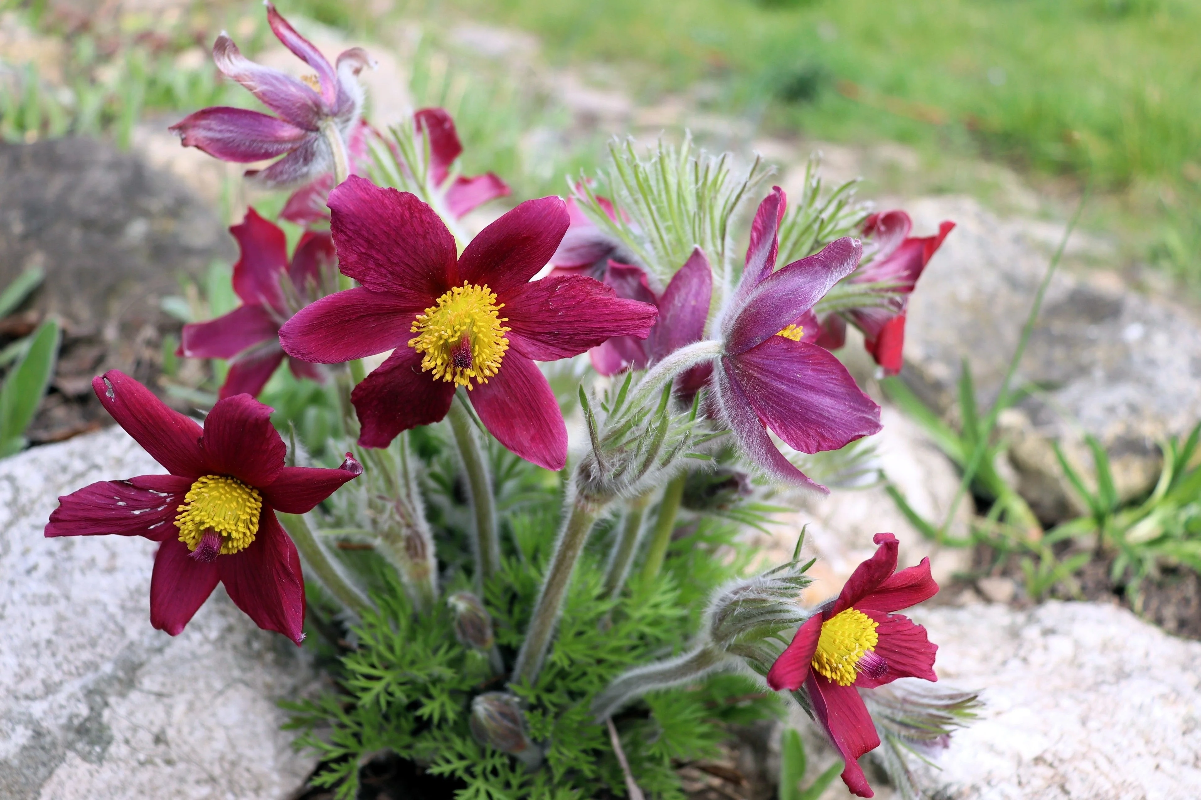10 RED ANEMONE Pulsatilla Vulgaris PASQUE Flower Seeds - Image 5