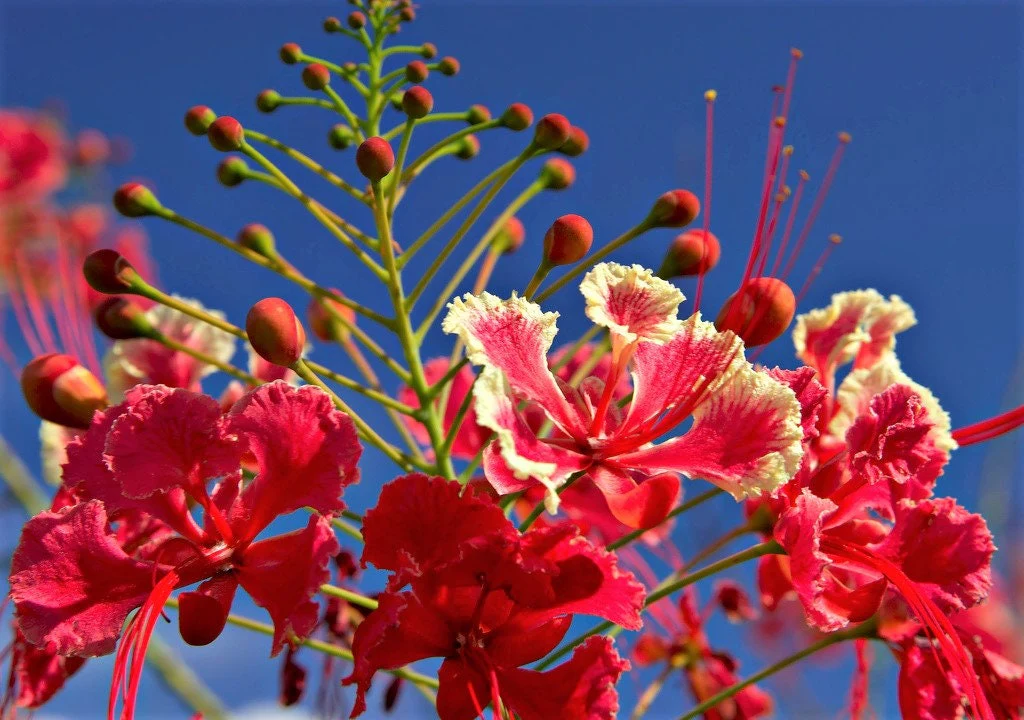 10 RED BIRD Of PARADISE Caesalpinia Pulcherrima aka Pride of Barbados, Dwarf Poinciana, Peacock Flower Seeds - Image 6
