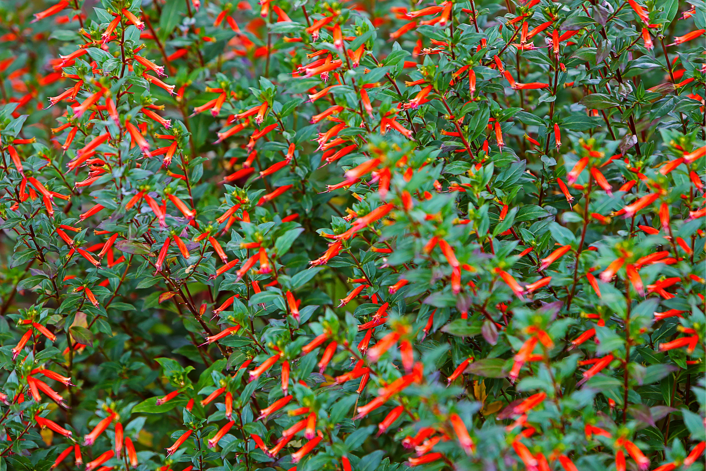 10 Red CIGAR PLANT Mexican Firecracker Cuphea Ignea Hummingbird Flower Seeds - Image 4