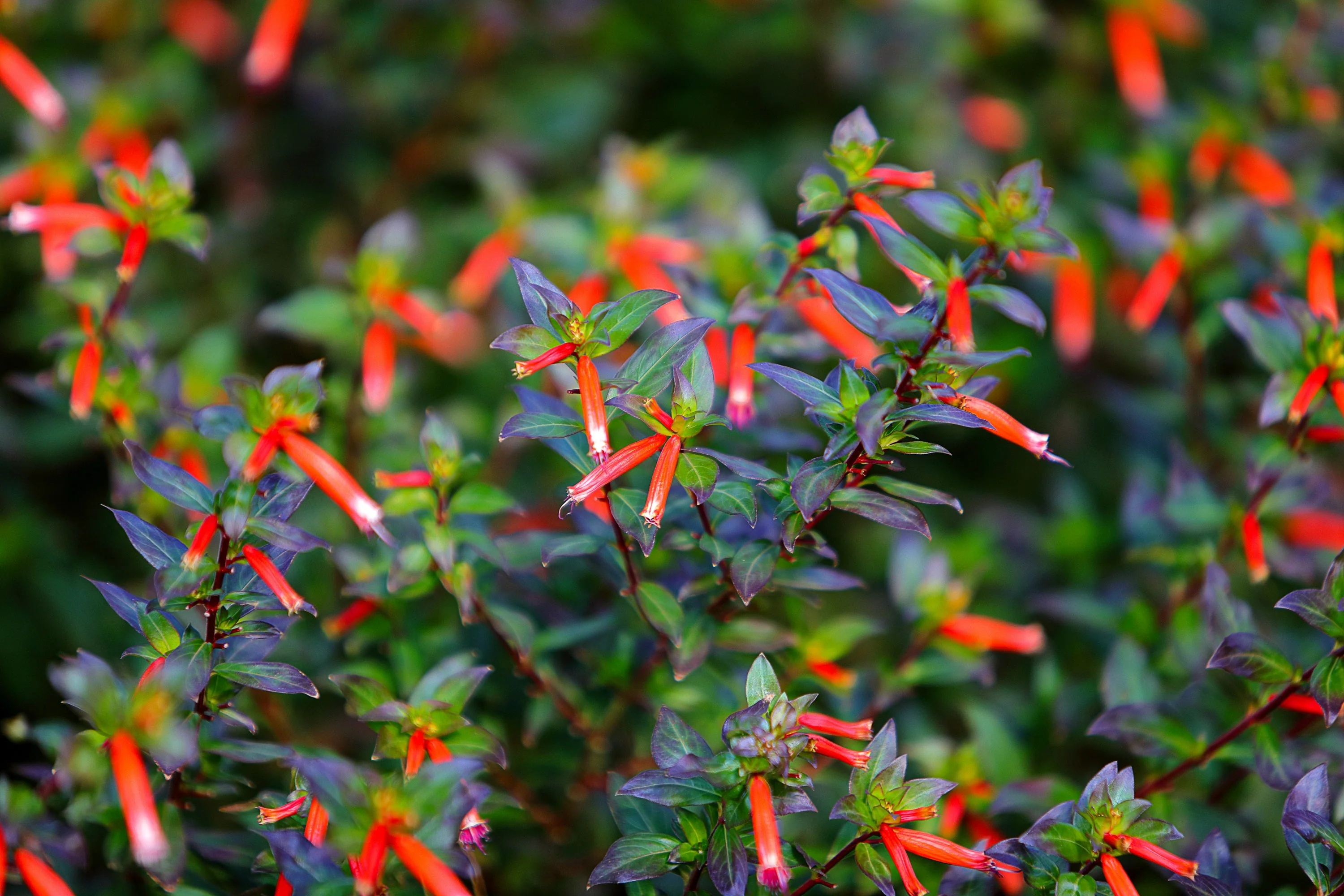 10 Red CIGAR PLANT Mexican Firecracker Cuphea Ignea Hummingbird Flower Seeds - Image 8